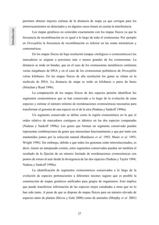 27
permiten obtener mejores estimas de la distancia de mapa ya que corrigen para los
entrecruzamientos no detectados y en algunos casos tienen en cuenta la interferencia.
Los mapas genéticos no coinciden exactamente con los mapas físicos ya que la
frecuencia de recombinación no es igual a lo largo de todo el cromosoma. Por ejemplo
en Drosophila la frecuencia de recombinación es inferior en las zonas teloméricas y
centroméricas.
En los mapas físicos de baja resolución (mapas citológicos o cromosómicos) los
marcadores se asignan a porciones más o menos grandes de los cromosomas. La
distancia se mide en bandas, que en el caso de los cromosomas metafásicos contienen
varias megabases de DNA y en el caso de los cromosomas politénicos de Drosophila
varias kilobases. En los mapas físicos de alta resolución los genes se sitúan en la
molécula de DNA. La distancia de mapa se mide en kilobases o pares de bases
(Strachan y Read 1996).
La comparación de los mapas físicos de dos especies permite identificar los
segmentos cromosómicos que se han conservado a lo largo de la evolución de estas
especies y estimar el número mínimo de reordenaciones cromosómicas necesarias para
transformar el genoma de una especie en el de la otra (Nadeau y Sankoff 1998a).
Un segmento conservado se define como la región cromosómica en la que el
orden relativo de marcadores contiguos es idéntico en las dos especies comparadas
(Nadeau y Sankoff 1998a). Los genes que forman un segmento conservado pueden
representar combinaciones de genes que interactúan funcionalmente y que por tanto son
mantenidos juntos por la selección natural (Randazzo et al. 1993; Maier et al. 1993;
Wright 1996). Sin embargo, debido a que todos los genomas están interrelacionados, es
decir, tienen un antepasado común, estos segmentos conservados pueden ser también el
resultado de la fijación de un número limitado de reordenaciones cromosómicas con
puntos de rotura al azar desde la divergencia de las dos especies (Nadeau y Taylor 1984;
Nadeau y Sankoff 1998a).
La identificación de segmentos cromosómicos conservados a lo largo de la
evolución de especies pertenecientes a diferentes taxones sugiere que es posible la
construcción de mapas genéticos unificados para grupos de organismos. Esto implica
que puede transferirse información de las especies mejor estudiadas a otras que no lo
han sido tanto. A pesar de que se dispone de mapas físicos para un número elevado de
especies tanto de plantas (Devos y Gale 2000) como de animales (Murphy et al. 2001)
 