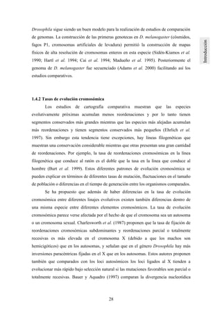 28
Drosophila sigue siendo un buen modelo para la realización de estudios de comparación
de genomas. La construcción de las primeras genotecas en D. melanogaster (cósmidos,
fagos P1, cromosomas artificiales de levadura) permitió la construcción de mapas
físicos de alta resolución de cromosomas enteros en esta especie (Sidén-Kiamos et al.
1990; Hartl et al. 1994; Cai et al. 1994; Madueño et al. 1995). Posteriormente el
genoma de D. melanogaster fue secuenciado (Adams et al. 2000) facilitando así los
estudios comparativos.
1.4.2 Tasas de evolución cromosómica
Los estudios de cartografía comparativa muestran que las especies
evolutivamente próximas acumulan menos reordenaciones y por lo tanto tienen
segmentos conservados más grandes mientras que las especies más alejadas acumulan
más reordenaciones y tienen segmentos conservados más pequeños (Ehrlich et al.
1997). Sin embargo esta tendencia tiene excepciones, hay líneas filogenéticas que
muestran una conservación considerable mientras que otras presentan una gran cantidad
de reordenaciones. Por ejemplo, la tasa de reordenaciones cromosómicas en la línea
filogenética que conduce al ratón es el doble que la tasa en la línea que conduce al
hombre (Burt et al. 1999). Estos diferentes patrones de evolución cromosómica se
pueden explicar en términos de diferentes tasas de mutación, fluctuaciones en el tamaño
de población o diferencias en el tiempo de generación entre los organismos comparados.
Se ha propuesto que además de haber diferencias en la tasa de evolución
cromosómica entre diferentes linajes evolutivos existen también diferencias dentro de
una misma especie entre diferentes elementos cromosómicos. La tasa de evolución
cromosómica parece verse afectada por el hecho de que el cromosoma sea un autosoma
o un cromosoma sexual. Charlesworth et al. (1987) proponen que la tasa de fijación de
reordenaciones cromosómicas subdominantes y reordenaciones parcial o totalmente
recesivas es más elevada en el cromosoma X (debido a que los machos son
hemicigóticos) que en los autosomas, y señalan que en el género Drosophila hay más
inversiones paracéntricas fijadas en el X que en los autosomas. Estos autores proponen
también que comparados con los loci autosómicos los loci ligados al X tienden a
evolucionar más rápido bajo selección natural si las mutaciones favorables son parcial o
totalmente recesivas. Bauer y Aquadro (1997) comparan la divergencia nucleotídica
 
