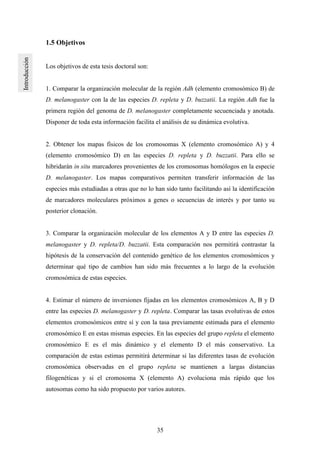 35
1.5 Objetivos
Los objetivos de esta tesis doctoral son:
1. Comparar la organización molecular de la región Adh (elemento cromosómico B) de
D. melanogaster con la de las especies D. repleta y D. buzzatii. La región Adh fue la
primera región del genoma de D. melanogaster completamente secuenciada y anotada.
Disponer de toda esta información facilita el análisis de su dinámica evolutiva.
2. Obtener los mapas físicos de los cromosomas X (elemento cromosómico A) y 4
(elemento cromosómico D) en las especies D. repleta y D. buzzatii. Para ello se
hibridarán in situ marcadores provenientes de los cromosomas homólogos en la especie
D. melanogaster. Los mapas comparativos permiten transferir información de las
especies más estudiadas a otras que no lo han sido tanto facilitando así la identificación
de marcadores moleculares próximos a genes o secuencias de interés y por tanto su
posterior clonación.
3. Comparar la organización molecular de los elementos A y D entre las especies D.
melanogaster y D. repleta/D. buzzatii. Esta comparación nos permitirá contrastar la
hipótesis de la conservación del contenido genético de los elementos cromosómicos y
determinar qué tipo de cambios han sido más frecuentes a lo largo de la evolución
cromosómica de estas especies.
4. Estimar el número de inversiones fijadas en los elementos cromosómicos A, B y D
entre las especies D. melanogaster y D. repleta. Comparar las tasas evolutivas de estos
elementos cromosómicos entre sí y con la tasa previamente estimada para el elemento
cromosómico E en estas mismas especies. En las especies del grupo repleta el elemento
cromosómico E es el más dinámico y el elemento D el más conservativo. La
comparación de estas estimas permitirá determinar si las diferentes tasas de evolución
cromosómica observadas en el grupo repleta se mantienen a largas distancias
filogenéticas y si el cromosoma X (elemento A) evoluciona más rápido que los
autosomas como ha sido propuesto por varios autores.
 