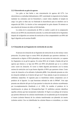 41
2.2.3 Electroforesis en geles de agarosa
Los geles se han hecho a una concentración de agarosa del 0,7%. Las
electroforesis se realizaban habitualmente a 80V controlando la migración de las bandas
mediante los colorantes azul de bromofenol y cianol xileno añadidos al tampón de
carga. Los geles se tiñen una vez finalizada la electroforesis para no interferir con la
migración del DNA. La tinción se hizo sumergiendo los geles durante 20 minutos en
una solución de bromuro de etidio en H2O destilada.
La estima de la concentración de DNA se realizó a partir de la comparación
directa con un DNA de concentración conocida. La estima del tamaño de los fragmentos
después de la digestión con enzimas de restricción se hizo comparándolos con DNA del
fago λ digerido con la enzima HindIII.
2.3 Clonación de un fragmento de restricción de un clon
El proceso de clonación de un fragmento de restricción de un clon incluye varios
protocolos. En primer lugar se extrae DNA del plásmido que queremos subclonar. A
continuación se digiere el DNA plasmídico con una enzima de restricción y se separan
los fragmentos en un gel de agarosa. Se extrae DNA de la banda o bandas del gel de
agarosa que interese y se liga este DNA con DNA del plásmido que se va a utilizar
como vector de clonación. El vector se habrá digerido previamente con la misma
enzima de restricción con la que hemos digerido el DNA que queremos clonar. Como
vector de clonación se ha utilizado el plásmido pBSK. Este plásmido presenta un sitio
de clonación múltiple en el interior del gen lacZ. Tiene además el gen de resistencia al
antibiótico ampicilina. El siguiente paso es transformar células competentes con el
producto de la ligación. La cepa bacteriana utilizada ha sido la DH5αf´. Esta cepa
presenta una deleción del gen lacZ que permite la selección de colonias recombinantes
por α-complementación (Sambrook et al. 1989). Se siembra el producto de la
transformación en placas de LB-ampicilina-Xgal. El antibiótico permite identificar
aquellas colonias que han incorporado el plásmido. El Xgal es un análogo de la lactosa
que permite diferenciar las colonias transformadas con un plásmido que ha incorporado
el inserto (colonias blancas) de las colonias transformadas con plásmido sin inserto
(colonias azules). Una vez identificadas las colonias blancas se resiembran y se extrae
 