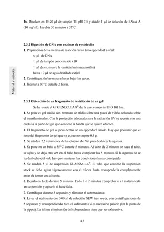 43
16. Disolver en 15-20 µl de tampón TE pH 7,5 y añadir 1 µl de solución de RNasa A
(10 mg/ml). Incubar 30 minutos a 37°C.
2.3.2 Digestión de DNA con enzimas de restricción
1. Preparación de la mezcla de reacción en un tubo eppendorf estéril:
x µl de DNA
1 µl de tampón concentrado x10
1 µl de enzima (o la cantidad mínima posible)
hasta 10 µl de agua destilada estéril
2. Centrifugación breve para hacer bajar las gotas.
3. Incubar a 37°C durante 2 horas.
2.3.3 Obtención de un fragmento de restricción de un gel
Se ha usado el kit GENECLEAN®
de la casa comercial BIO 101 Inc.
1. Se pone el gel teñido con bromuro de etidio sobre una placa de vidrio colocada sobre
el transiluminador. Con la protección adecuada para la radiación UV se recorta con una
cuchilla la parte del gel que contiene la banda que se quiere obtener.
2. El fragmento de gel se pesa dentro de un eppendorf tarado. Hay que procurar que el
peso del fragmento de gel que se extrae no supere 0,4 g.
3. Se añaden 2,5 volúmenes de la solución de NaI para deshacer la agarosa.
4. Se pone en un baño a 55°C durante 5 minutos. Al cabo de 2 minutos se saca el tubo,
se agita y se deja otra vez en el baño hasta completar los 5 minutos Si la agarosa no se
ha deshecho del todo hay que mantener las condiciones hasta conseguirlo.
5. Se añaden 5 µl de suspensión GLASSMILK®
. El tubo que contiene la suspensión
stock se debe agitar vigorosamente con el vórtex hasta resuspenderla completamente
antes de tomar una alícuota.
6. Dejarlo en hielo durante 5 minutos. Cada 1 o 2 minutos comprobar si el material está
en suspensión y agitarlo si hace falta.
7. Centrifugar durante 5 segundos y eliminar el sobrenadante.
8. Lavar el sedimento con 500 µl de solución NEW tres veces, con centrifugaciones de
5 segundos y resuspendiendo bien el sedimento (si es necesario pasarlo por la punta de
la pipeta). La última eliminación del sobrenadante tiene que ser exhaustiva.
 