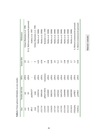 Tabla6.Clonesgénicoshibridadosenesteestudio.
GenNombredelclonDNAInserto(kb)Referencia
araaracDNA2,8Gómez-Skarmetaetal.1996
armE9cDNA3,1D.G.McEwen(comunicaciónpersonal)
BR-CpaaDm527--Andresetal.1993
caupcaupcDNA4Gómez-Skarmetaetal.1996
CG1559LD30316cDNA6,03Rubinetal.2000b
CG1716SD01656cDNA4,94Rubinetal.2000b
CG3585pDmY19S1bGenómico8Kraemeretal.1998
CG4165LD34905cDNA4,06Rubinetal.2000b
CG6450SD02391cDNA4,68Rubinetal.2000b
CG7185LD25239cDNA2,8Rubinetal.2000b
CG7282LD25641cDNA5,11Rubinetal.2000b
CG7358GH14795cDNA3,5Rubinetal.2000b
CG11056LD44990cDNA3,98Rubinetal.2000b
CG12132LD28902cDNA5,86Rubinetal.2000b
CG14616GH02989cDNA3,7Rubinetal.2000b
CKIIalphapAPB21cDNA1,5A.Bidwai(comunicaciónpersonal)
CKIIbetapAPB22cDNA0,94A.Bidwai(comunicaciónpersonal)
46
 