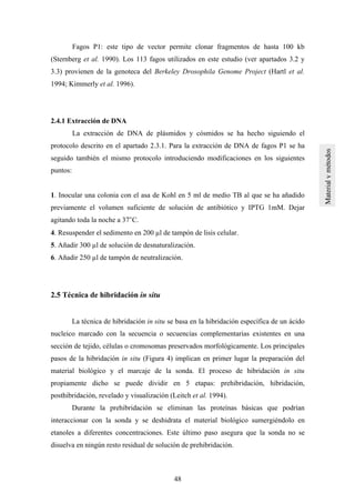 48
Fagos P1: este tipo de vector permite clonar fragmentos de hasta 100 kb
(Sternberg et al. 1990). Los 113 fagos utilizados en este estudio (ver apartados 3.2 y
3.3) provienen de la genoteca del Berkeley Drosophila Genome Project (Hartl et al.
1994; Kimmerly et al. 1996).
2.4.1 Extracción de DNA
La extracción de DNA de plásmidos y cósmidos se ha hecho siguiendo el
protocolo descrito en el apartado 2.3.1. Para la extracción de DNA de fagos P1 se ha
seguido también el mismo protocolo introduciendo modificaciones en los siguientes
puntos:
1. Inocular una colonia con el asa de Kohl en 5 ml de medio TB al que se ha añadido
previamente el volumen suficiente de solución de antibiótico y IPTG 1mM. Dejar
agitando toda la noche a 37°C.
4. Resuspender el sedimento en 200 µl de tampón de lisis celular.
5. Añadir 300 µl de solución de desnaturalización.
6. Añadir 250 µl de tampón de neutralización.
2.5 Técnica de hibridación in situ
La técnica de hibridación in situ se basa en la hibridación específica de un ácido
nucleico marcado con la secuencia o secuencias complementarias existentes en una
sección de tejido, células o cromosomas preservados morfológicamente. Los principales
pasos de la hibridación in situ (Figura 4) implican en primer lugar la preparación del
material biológico y el marcaje de la sonda. El proceso de hibridación in situ
propiamente dicho se puede dividir en 5 etapas: prehibridación, hibridación,
posthibridación, revelado y visualización (Leitch et al. 1994).
Durante la prehibridación se eliminan las proteínas básicas que podrían
interaccionar con la sonda y se deshidrata el material biológico sumergiéndolo en
etanoles a diferentes concentraciones. Este último paso asegura que la sonda no se
disuelva en ningún resto residual de solución de prehibridación.
 