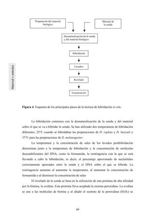 49
Figura 4. Esquema de los principales pasos de la técnica de hibridación in situ.
La hibridación comienza con la desnaturalización de la sonda y del material
sobre el que se va a hibridar la sonda. Se han utilizado dos temperaturas de hibridación
diferentes: 25°C cuando se hibridaban las preparaciones de D. repleta y D. buzzatii y
37°C para las preparaciones de D. melanogaster.
La temperatura y la concentración de sales de los lavados posthibridación
determinan junto a la temperatura de hibridación y la concentración de moléculas
desestabilizantes del DNA, como la formamida, la restringencia con la que se está
llevando a cabo la hibridación, es decir, el porcentaje aproximado de nucleótidos
correctamente apareados entre la sonda y el DNA sobre el que se hibrida. La
restringencia aumenta al aumentar la temperatura, al aumentar la concentración de
formamida o al disminuir la concentración de sales
El revelado de la sonda se basa en la utilización de una proteína de alta afinidad
por la biotina, la avidina. Esta proteína lleva acoplada la enzima peroxidasa. La avidina
se une a las moléculas de biotina y al añadir el sustrato de la peroxidasa (H2O2) se
Preparación del material
biológico
Marcaje de
la sonda
Desnaturalización de la sonda
y del material biológico
Hibridación
Revelado
Lavados
Visualización
 