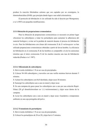 50
produce la reacción liberándose cationes que son captados por un cromógeno, la
diaminobencidina (DAB), que precipita dando lugar a una señal colorimétrica.
El protocolo de hibridación in situ utilizado ha sido el descrito por Montgomery
et al. (1987) con pequeñas modificaciones.
2.5.1 Obtención de preparaciones cromosómicas
Para la obtención de preparaciones cromosómicas es necesario en primer lugar
siliconizar los cubreobjetos y tratar los portaobjetos para aumentar la adherencia del
material biológico y evitar así la perdida de material durante el proceso de hibridación
in situ. Para las hibridaciones con clones del cromosoma X de D. melanogaster se han
utilizado preparaciones cromosómicas obtenidas a partir de larvas hembra. La eficiencia
de hibridación en el cromosoma X de las hembras es comparable a la de los autosomas
mientras que el único cromosoma X de los machos muestra una tasa de hibridación
reducida (Pardue et al. 1987).
2.5.1.1 Siliconizado de cubreobjetos
1. Hervir ácido clorhídrico 1 N en un vaso de precipitados.
2. Colocar 50-100 cubreobjetos y moverlos con una varilla mientras hierven durante 5
minutos.
3. Aclarar los cubreobjetos con H2O destilada y dejar secar 20 minutos.
4. Sumergir los cubreobjetos uno a uno en etanol y dejar secar.
5. En una campana de gases pasar los cubreobjetos uno a uno por una solución Repel-
Silane (20 g/l dimetilclorosilano en 1,1,1-triclorometano) y dejar secar dentro de la
campana.
6. Lavar los cubreobjetos uno a uno en etanol y dejar secar. Guardarlos a temperatura
ambiente en una caja protegidos del polvo.
2.5.1.2 Tratamiento de portaobjetos
1. Hervir ácido clorhídrico 1 N en un vaso de precipitados.
2. Colocar los portaobjetos de 20 en 20 y dejar hervir 5 minutos.
 