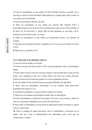 51
3. Poner los portaobjetos en una cubeta con H2O destilada. Sacarlos y pasarlos uno a
uno bajo un chorro de H2O destilada. Opcionalmente se pueden dejar toda la noche en
una cubeta con H2O destilada.
4. Secar los portaobjetos durante una hora.
5. Poner los portaobjetos en una cubeta con solución SSC Denhart (0,012 g
polivinilpirrolidona; 0,012 g ficoll; 0,012 g albúmina de suero bovino; 90 ml 20xSSC (3
M NaCl; 0,3 M Na3C6H5O7 x 2H2O); 600 ml H2O destilada) en una baño a 65°C.
Dejarlos en esta solución entre 2 y 3 horas.
6. Poner los portaobjetos en una cubeta con etanol:ácido acético (3:1) durante 20
minutos.
7. Sumergir los portaobjetos durante 2 segundos unas 10 veces en una cubeta con etanol
al 95%.
8. Dejar secar y guardarlos a 4°C.
2.5.1.3 Disección de las glándulas salivares
1. Lavar la zona de trabajo con alcohol.
2. Colocar una gota de ácido acético al 45% (recién preparado) sobre un portaobjetos
limpio.
3. Poner sobre el acético una larva de tercer estadio y diseccionarla bajo la lupa con dos
pinzas: unas sujetando la larva por la parte distal y las otras por la parte proximal.
Estirar en línea recta de modo que queden a la vista las glándulas salivares.
4. Con dos alfileres finos eliminar la grasa que queda adherida a las glándulas.
5. Poner sobre un cubreobjetos siliconizado 8 µl de solución ácido láctico:H2O
destilada:ácido acético (1:2:3).
6. Transferir las glándulas a esta gota donde se dejan 8-10 minutos.
7. Dejar caer con cuidado un portaobjetos tratado sobre el cubreobjetos.
8. Girar el portaobjetos y mirarlo al microscopio. Se han de ver los núcleos y dentro de
ellos los cromosomas separados por la acción del ácido láctico.
9. Picar sobre el cubreobjetos con una punta de pipeta para romper los núcleos y separar
bien los cromosomas.
10. Poner un pliegue de papel absorbente sobre el cubreobjetos y presionar con el
pulgar. Hay que evitar el desplazamiento del cubreobjetos para evitar que los
cromosomas se rompan.
 