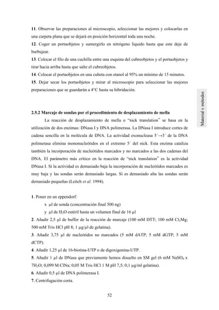 52
11. Observar las preparaciones al microscopio, seleccionar las mejores y colocarlas en
una carpeta plana que se dejará en posición horizontal toda una noche.
12. Coger un portaobjetos y sumergirlo en nitrógeno líquido hasta que este deje de
burbujear.
13. Colocar el filo de una cuchilla entre una esquina del cubreobjetos y el portaobjetos y
tirar hacia arriba hasta que salte el cubreobjetos.
14. Colocar el portaobjetos en una cubeta con etanol al 95% un mínimo de 15 minutos.
15. Dejar secar los portaobjetos y mirar al microscopio para seleccionar las mejores
preparaciones que se guardarán a 4°C hasta su hibridación.
2.5.2 Marcaje de sondas por el procedimiento de desplazamiento de mella
La reacción de desplazamiento de mella o “nick translation” se basa en la
utilización de dos enzimas: DNasa I y DNA polimerasa. La DNasa I introduce cortes de
cadena sencilla en la molécula de DNA. La actividad exonucleasa 5´→3´ de la DNA
polimerasa elimina mononucleótidos en el extremo 5´ del nick. Esta enzima cataliza
también la incorporación de nucleótidos marcados y no marcados a las dos cadenas del
DNA. El parámetro más crítico en la reacción de “nick translation” es la actividad
DNasa I. Si la actividad es demasiado baja la incorporación de nucleótidos marcados es
muy baja y las sondas serán demasiado largas. Si es demasiado alta las sondas serán
demasiado pequeñas (Leitch et al. 1994).
1. Poner en un eppendorf:
x µl de sonda (concentración final 500 ng)
y µl de H2O estéril hasta un volumen final de 16 µl
2. Añadir 2,5 µl de buffer de la reacción de marcaje (100 mM DTT; 100 mM Cl2Mg;
500 mM Tris HCl pH 8; 1 µg/µl de gelatina).
3. Añadir 3,75 µl de nucleótidos no marcados (5 mM dATP; 5 mM dGTP; 5 mM
dCTP).
4. Añadir 1,25 µl de 16-biotina-UTP o de digoxigenina-UTP.
5. Añadir 1 µl de DNasa que previamente hemos disuelto en SM gel (6 mM NaSO4 x
7H2O; 0,099 M ClNa; 0,05 M Tris HCl 1 M pH 7,5; 0,1 µg/ml gelatina).
6. Añadir 0,5 µl de DNA polimerasa I.
7. Centrifugación corta.
 
