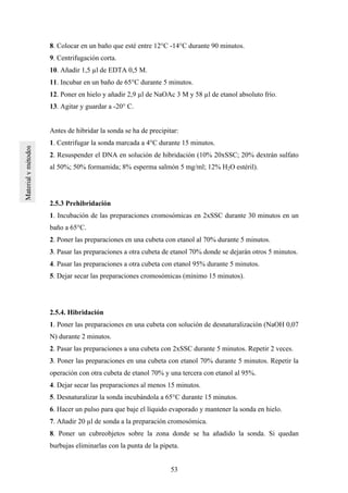 53
8. Colocar en un baño que esté entre 12°C -14°C durante 90 minutos.
9. Centrifugación corta.
10. Añadir 1,5 µl de EDTA 0,5 M.
11. Incubar en un baño de 65°C durante 5 minutos.
12. Poner en hielo y añadir 2,9 µl de NaOAc 3 M y 58 µl de etanol absoluto frío.
13. Agitar y guardar a -20° C.
Antes de hibridar la sonda se ha de precipitar:
1. Centrifugar la sonda marcada a 4°C durante 15 minutos.
2. Resuspender el DNA en solución de hibridación (10% 20xSSC; 20% dextrán sulfato
al 50%; 50% formamida; 8% esperma salmón 5 mg/ml; 12% H2O estéril).
2.5.3 Prehibridación
1. Incubación de las preparaciones cromosómicas en 2xSSC durante 30 minutos en un
baño a 65°C.
2. Poner las preparaciones en una cubeta con etanol al 70% durante 5 minutos.
3. Pasar las preparaciones a otra cubeta de etanol 70% donde se dejarán otros 5 minutos.
4. Pasar las preparaciones a otra cubeta con etanol 95% durante 5 minutos.
5. Dejar secar las preparaciones cromosómicas (mínimo 15 minutos).
2.5.4. Hibridación
1. Poner las preparaciones en una cubeta con solución de desnaturalización (NaOH 0,07
N) durante 2 minutos.
2. Pasar las preparaciones a una cubeta con 2xSSC durante 5 minutos. Repetir 2 veces.
3. Poner las preparaciones en una cubeta con etanol 70% durante 5 minutos. Repetir la
operación con otra cubeta de etanol 70% y una tercera con etanol al 95%.
4. Dejar secar las preparaciones al menos 15 minutos.
5. Desnaturalizar la sonda incubándola a 65°C durante 15 minutos.
6. Hacer un pulso para que baje el líquido evaporado y mantener la sonda en hielo.
7. Añadir 20 µl de sonda a la preparación cromosómica.
8. Poner un cubreobjetos sobre la zona donde se ha añadido la sonda. Si quedan
burbujas eliminarlas con la punta de la pipeta.
 