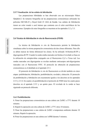 55
2.5.7 Visualización de las señales de hibridación
Las preparaciones hibridadas se han observado con un microscopio Nikon
Optiphot-2. Se tomaron fotografías de las preparaciones cromosómicas utilizando las
películas EKTAR-25 y Royal Gold 25 ASA de Kodak. Las señales de hibridación
tienen un color rosado o azul intenso que contrasta con el color azul-liláceo de los
cromosomas. Ejemplos de estas fotografías se muestran en los apartados 3.2 y 3.3.
2.6 Técnica de hibridación in situ de fluorescencia (FISH)
La técnica de hibridación in situ de fluorescencia permite la hibridación
simultanea sobre la misma preparación cromosómica de dos clones diferentes. Para ello
se deben marcar de forma diferencial los clones. Se ha utilizado 16-biotina-dUTP y
digoxigenina-dUTP. Cuando la sonda estaba marcada con biotina el revelado se basa en
la utilización de estreptavidina conjugada con el fluorocromo Cy3 o Texas red. Las
sondas marcadas con digoxigenina se revelan mediante anticuerpos anti-digoxigenina
marcados con el fluorocromo FITC. El protocolo de obtención de preparaciones
cromosómicas es el detallado en el apartado 2.5.1.
El protocolo de hibridación in situ de fluorescencia se divide también en cinco
etapas: prehibridación, hibridación, posthibridación, revelado y detección. El protocolo
de prehibridación y hibridación son exactamente iguales a los descritos en los apartados
2.5.3 y 2.5.4. En cuanto a la posthibridación el protocolo de FISH tiene los cuatro pasos
descritos en el apartado 2.5.5 y un quinto paso. El revelado de la sonda se hace
siguiendo un protocolo diferente.
2.6.1 Posthibridación
1. Poner las preparaciones cromosómicas en una cubeta con 2xSSC a 37°C durante 10
minutos.
2. Repetir la operación con otra cubeta de 2xSSC a 37°C otros 10 minutos.
3. Pasar las preparaciones a una cubeta de 2xSSC a temperatura ambiente durante 10
minutos. Repetir la operación.
4. Poner las preparaciones en una cubeta con 1xPBS durante 5 minutos.
 