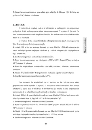 56
5. Poner las preparaciones en una cubeta con solución de bloqueo (4% de leche en
polvo; 4xSSC) durante 20 minutos.
2.6.2 Revelado
El protocolo de revelado varía si la hibridación se realiza sobre los cromosomas
politénicos de D. melanogaster o sobre los cromosomas de D. repleta/ D. buzzatii. En
este último caso es necesario amplificar la señal. En ambos casos el revelado se debe
hacer en la oscuridad.
El revelado de las sondas hibridadas sobre preparaciones de D. melanogaster se
hizo de acuerdo con el siguiente protocolo:
1. Añadir 100 µl de una solución formada por una dilución 1/200 del anticuerpo de
oveja anti-digoxigenina conjugado con FITC y 1/250 de estreptavidina conjugada con
Cy3 o Texas red.
2. Incubar a temperatura ambiente durante 20 minutos.
3. Poner las preparaciones en una cubeta con 4xSSC y 0,05% Tween 20% en un baño a
42°C durante 10 minutos.
4. Poner las preparaciones en una cubeta con 1xPBS durante 5 minutos a temperatura
ambiente.
5. Añadir 20 µl de montador de preparaciones biológicas y poner un cubreobjetos.
6. Guardar la preparaciones en la oscuridad a 4°C.
Para aumentar la sensibilidad en el revelado de las hibridaciones sobre
preparaciones de las especies D. repleta/ D. buzzatii se amplificó la señal. Para ello se
añadieron 2 capas más de reactivos de revelado lo que resulta en una amplificación
exponencial de la señal. El protocolo utilizado se detalla a continuación:
1. Añadir 100 µl de una solución formada por una dilución 1/200 del anticuerpo anti-
digoxigenina de ratón (0,5 µg/ml) y 1/250 de estreptavidina Cy3.
2. Incubar a temperatura ambiente durante 20 minutos.
3. Poner las preparaciones en una cubeta con 4xSSC y 0,05% Tween 20% en un baño a
42°C durante 15 minutos.
4. Añadir 100 µl de una solución formada por una dilución 1/100 de anticuerpo de oveja
anti-ratón conjugado con digoxigenina (2µg/ml) y 1/250 de biotina.
5. Incubar a temperatura ambiente durante 20 minutos.
 