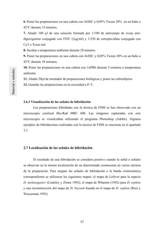 57
6. Poner las preparaciones en una cubeta con 4xSSC y 0,05% Tween 20% en un baño a
42°C durante 15 minutos.
7. Añadir 100 µl de una solución formada por 1/100 de anticuerpo de oveja anti-
digoxigenina conjugado con FITC (2µg/ml) y 1/250 de estreptavidina conjugada con
Cy3 o Texas red.
8. Incubar a temperatura ambiente durante 20 minutos.
9. Poner las preparaciones en una cubeta con 4xSSC y 0,05% Tween 20% en un baño a
42°C durante 10 minutos.
10. Poner las preparaciones en una cubeta con 1xPBS durante 5 minutos a temperatura
ambiente.
11. Añadir 20µl de montador de preparaciones biológicas y poner un cubreobjetos
12. Guardar las preparaciones en la oscuridad a 4° C.
2.6.3 Visualización de las señales de hibridación
Las preparaciones hibridadas con la técnica de FISH se han observado con un
microscopio confocal Bio-Rad MRC 600. Las imágenes capturadas con este
microscopio se visualizaban utilizando el programa Photoshop (Adobe). Algunos
ejemplos de hibridaciones realizadas con la técnica de FISH se muestran en el apartado
3.1.
2.7 Localización de las señales de hibridación
El resultado de una hibridación se considera positivo cuando la señal o señales
se observan en la misma localización de un determinado cromosoma en varios núcleos
de la preparación. Para asignar las señales de hibridación a la banda cromosómica
correspondiente se utilizaron los siguientes mapas: el mapa de Lefevre para la especie
D. melanogaster (Lindsley y Zimm 1992), el mapa de Wharton (1942) para D. repleta
y una reconstrucción del mapa de D. buzzatii basada en el mapa de D. repleta (Ruiz y
Wasserman 1993).
 