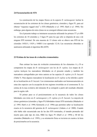 58
2.8 Secuenciación de STS
La construcción de los mapas físicos en la especie D. melanogaster incluía la
secuenciación de los extremos de los clones genómicos, cósmidos y fagos P1, para así
obtener “sequence tagged sites” o STS (Madueño et al. 1995; Hartl et al. 1994). Sin
embargo, para algunos de estos clones no se consiguió obtener estas secuencias.
En el presente trabajo se intentaron secuenciar utilizando los primers T7 y/o SP6
los extremos de 10 cósmidos y 3 fagos P1 para los que sólo se disponía de una o de
ninguna STS terminal. De esta muestra de 13 clones solo se obtuvo una STS de los
cósmidos 143G11, 11G9 y 144B11 (ver apartado 3.2.4). Las secuencias obtenidas se
analizaron utilizando el algoritmo BLASTN.
2.9 Estima de las tasas de evolución cromosómica
Para estimar las tasas de evolución cromosómica de los elementos A y D se
compararon los mapas de D. melanogaster con los de D. repleta. Los mapas de D.
repleta incluyen los marcadores hibridados en el presente estudio y también los
marcadores cartografiados por otros autores en las especies D. repleta y/o D. buzzatii
(Tabla 7). Para algunos marcadores la localización en D. repleta se ha inferido a partir
de su localización en D. buzzatii. Los cromosomas analizados son homosecuenciales en
estas dos especies con la excepción de tres regiones invertidas en el cromosoma X. La
estima de la tasa evolutiva del elemento B se extrapoló a partir del resultado obtenido
para la región Adh.
El primer paso es el posicionamiento en la secuencia de todos los clones
hibridados con éxito en D. melanogaster y D. repleta y/o D. buzzatii. La mayoría de
clones genómicos (cósmidos y fagos P1) hibridados tienen STS terminales (Madueño et
al. 1995; Hartl et al. 1994; Kimmerly et al. 1996) que permiten saber su localización
exacta en la secuencia del genoma de D. melanogaster (Adams et al. 2000). Cuando
sólo había sido secuenciada una de las dos STS terminales, el tamaño promedio del
inserto para cada tipo de clon, 80kb los fagos P1 (Hartl et al. 1994) y 40 kb los
cósmidos (Madueño et al. 1995), y su orientación física se tuvieron en cuenta a la hora
de posicionarlos en la secuencia.
 