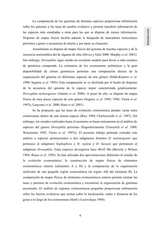 4
La comparación de los genomas de distintas especies proporciona información
sobre los patrones y las tasas de cambio evolutivo y permite transferir información de
las especies más estudiadas a otras para las que se dispone de menos información.
Disponer de mapas físicos facilita además la búsqueda de marcadores moleculares
próximos a genes o secuencias de interés y por tanto su clonación
Actualmente se dispone de mapas físicos del genoma de muchas especies y de la
secuencia nucleotídica del de algunas de ellas (Devos y Gale 2000; Murphy et al. 2001).
Sin embargo, Drosophila sigue siendo un excelente modelo para llevar a cabo estudios
de genómica comparada. La existencia de los cromosomas politénicos y la gran
disponibilidad de clones genómicos permiten una comparación directa de la
organización del genoma en diferentes especies de este género (Sidén-Kiamos et al.
1990; Segarra et al. 1995). Esta comparación se ve facilitada por el hecho de disponer
de la secuencia del genoma de la especie mejor caracterizada genéticamente:
Drosophila melanogaster (Adams et al. 2000). A pesar de ello, se dispone de mapas
físicos de muy pocas especies de este género (Segarra et al. 1995; 1996; Vieira et al.
1997a; Laayouni et al. 2000; Ranz et al. 2001).
Se ha propuesto que las tasas de evolución cromosómica pueden variar entre
cromosomas dentro de una misma especie (Rice 1984; Charlesworth et al. 1987). Sin
embargo, los estudios realizados hasta el momento se basan únicamente en el análisis de
especies del género Drosophila próximas filogenéticamente (Tonzetich et al. 1988;
Wasserman 1992; Vieira et al. 1997a). El presente trabajo pretende extender este
análisis a especies pertenecientes a dos subgéneros distintos D. melanogaster que
pertenece al subgénero Sophophora y D. repleta y D. buzzatii que pertenecen al
subgénero Drosophila. Estas especies divergieron hace 40-62 Ma (Beverly y Wilson
1984; Russo et al. 1995). Se han utilizado dos aproximaciones diferentes al estudio de
la evolución cromosómica: la construcción de mapas físicos de elementos
cromosómicos enteros (elementos A y D) y la comparación de la organización
molecular de una pequeña región cromosómica (la región Adh del elemento B). La
comparación de mapas físicos de elementos cromosómicos enteros permite estimar las
tasas y patrones de evolución cromosómica y reconstruir la organización de genomas
ancestrales. El análisis de regiones cromosómicas pequeñas proporciona información
sobre las fuerzas evolutivas que actúan sobre la localización, orden y distancia de los
genes a lo largo de los cromosomas (Hartl y Lozovskaya 1994).
 