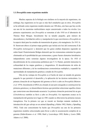 5
1.1 Drosophila como organismo modelo
Muchos aspectos de la biología son similares en la mayoría de organismos, sin
embargo, hay organismos en los que es más fácil estudiarlos que en otros. Drosophila
se ha utilizado como organismo modelo durante casi 100 años, esto hace que hoy en día
sea uno de los eucariotas multicelulares mejor caracterizado a todos los niveles. Los
primeros experimentos con Drosophila se remontan al año 1910 en el laboratorio de
Thomas Hunt Morgan. Inicialmente fue su tamaño pequeño, gran número de
descendientes y facilidad de cultivo y manipulación lo que convirtieron a Drosophila en
la especie ideal para los estudios de transmisión de genes y de mutagénesis. En 1913 A.
H. Sturtevant obtuvo el primer mapa genético que incluía seis loci del cromosoma X de
Drosophila melanogaster y demostró que los genes estaban dispuestos siguiendo un
orden lineal. Posteriormente Bridges demostró que los cromosomas contenían los genes
eliminando así la posibilidad de que cromosomas y genes fueran elementos hereditarios
independientes como sostenían algunos investigadores de la época. En 1933 el
descubrimiento de los cromosomas politénicos por T. S. Painter, permitió demostrar la
colinearidad de los mapas genéticos y citogenéticos. El descubrimiento de miles de
mutaciones diferentes y de las reordenaciones cromosómicas multiplicó y expandió las
oportunidades de manipulación genética y estudio de Drosophila.
Otra de las ventajas de Drosophila es el hecho de tener un tamaño de genoma
pequeño lo que permitió el desarrollo y la aplicación de las técnicas moleculares. La
primera clonación de un fragmento del genoma se llevó a cabo en Drosophila (Morrow
et al. 1974). Inicialmente el DNA era clonado al azar pero enseguida se construyeron las
primeras genotecas y se desarrollaron técnicas que permitían seleccionar aquellos clones
que contuvieran una determinada secuencia. La primera clonación posicional de un gen
(Ultrabithorax) también se llevó a cabo en Drosophila. Un importante avance en la
manipulación del genoma tuvo lugar en 1981 cuando se obtuvieron las primeras moscas
transgénicas. Fue la primera vez que se rescató un fenotipo mutante mediante la
introducción del gen salvaje en un animal (Spradling y Rubin 1982; Rubin y Spradling
1982). Todo este conocimiento ha hecho que Drosophila sea uno de los primeros
organismos modelos seleccionados para llevar a cabo la secuenciación completa de su
genoma (Sidén-Kiamos et al. 1990; Hartl y Lozovskaya 1995; Rubin y Lewis 2000;
Adams et al. 2000).
 