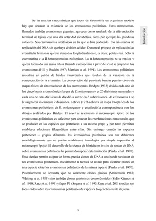 6
De las muchas características que hacen de Drosophila un organismo modelo
hay que destacar la existencia de los cromosomas politénicos. Estos cromosomas,
llamados también cromosomas gigantes, aparecen como resultado de la diferenciación
terminal de tejidos con una alta actividad metabólica, como por ejemplo las glándulas
salivares. Son cromosomas interfásicos en los que se han producido 10 o más rondas de
replicación del DNA sin que haya división celular. Durante el proceso de replicación las
cromátidas hermanas quedan alineadas longitudinalmente, es decir, politenizan. Sólo la
eucromatina y la β-heterocromatina politenizan. La α-heterocromatina no se replica y
queda formando una masa difusa llamada cromocentro a partir del cual se proyectan los
cromosomas (Hill y Rudkin 1987; Merriam et al. 1991). Los cromosomas politénicos
muestran un patrón de bandas transversales que resultan de la variación en la
compactación de la cromatina. La conservación del patrón de bandas permite construir
mapas físicos de alta resolución de los cromosomas. Bridges (1935) dividió cada uno de
los cinco brazos cromosómicos largos de D. melanogaster en 20 divisiones numeradas y
cada una de estas divisiones la dividió a su vez en 6 subdivisiones. Al cromosoma 4 se
le asignaron únicamente 2 divisiones. Lefevre (1976) obtuvo un mapa fotográfico de los
cromosomas politénicos de D. melanogaster y estableció la correspondencia con los
dibujos realizados por Bridges. El nivel de resolución al microscopio óptico de los
cromosomas politénicos es suficiente para detectar las reordenaciones estructurales que
se producen en las especies que pertenecen a un mismo grupo y por tanto permiten
establecer relaciones filogenéticas entre ellas. Sin embargo cuando las especies
pertenecen a grupos diferentes los cromosomas politénicos son tan diferentes
morfológicamente que no pueden establecerse homologías por simple inspección al
microscopio óptico. El desarrollo de la técnica de hibridación in situ de sondas de DNA
sobre cromosomas politénicos ha permitido superar esta limitación (Pardue et al. 1970).
Esta técnica permite asignar de forma precisa clones de DNA a una banda particular de
los cromosomas politénicos. Inicialmente la técnica se utilizó para localizar clones de
una especie sobre los cromosomas politénicos de la misma especie (Pardue et al. 1970).
Posteriormente se demostró que no solamente clones génicos (Steinemann 1982;
Whiting et al. 1989) sino también clones genómicos como cósmidos (Sidén-Kiamos et
al. 1990; Ranz et al. 1999) y fagos P1 (Segarra et al. 1995; Ranz et al. 2001) podían ser
localizados sobre los cromosomas politénicos de especies filogenéticamente alejadas.
 