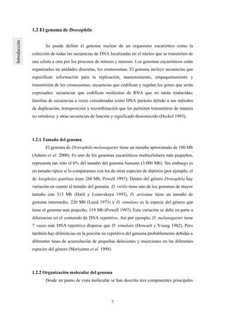 7
1.2 El genoma de Drosophila
Se puede definir el genoma nuclear de un organismo eucariótico como la
colección de todas las secuencias de DNA localizadas en el núcleo que se transmiten de
una célula a otra por los procesos de mitosis y meiosis. Los genomas eucarióticos están
organizados en unidades discretas, los cromosomas. El genoma incluye secuencias que
especifican información para la replicación, mantenimiento, empaquetamiento y
transmisión de los cromosomas; secuencias que codifican y regulan los genes que serán
expresados; secuencias que codifican moléculas de RNA que no serán traducidas;
familias de secuencias a veces consideradas como DNA parásito debido a sus métodos
de duplicación, transposición y recombinación que les permiten transmitirse de manera
no ortodoxa; y otras secuencias de función y significado desconocido (Heckel 1993).
1.2.1 Tamaño del genoma
El genoma de Drosophila melanogaster tiene un tamaño aproximado de 180 Mb
(Adams et al. 2000). Es uno de los genomas eucarióticos multicelulares más pequeños,
representa tan sólo el 6% del tamaño del genoma humano (3.000 Mb). Sin embargo es
un tamaño típico si lo comparamos con los de otras especies de dípteros (por ejemplo, el
de Anopheles gambiae tiene 260 Mb; Powell 1997). Dentro del género Drosophila hay
variación en cuanto al tamaño del genoma. D. virilis tiene uno de los genomas de mayor
tamaño con 313 Mb (Hartl y Lozovskaya 1995), D. arizonae tiene un tamaño de
genoma intermedio, 220 Mb (Laird 1973) y D. simulans es la especie del género que
tiene el genoma más pequeño, 119 Mb (Powell 1997). Esta variación se debe en parte a
diferencias en el contenido de DNA repetitivo. Así por ejemplo, D. melanogaster tiene
7 veces más DNA repetitivo disperso que D. simulans (Dowsett y Young 1982). Pero
también hay diferencias en la porción no repetitiva del genoma probablemente debidas a
diferentes tasas de acumulación de pequeñas deleciones y inserciones en las diferentes
especies del género (Moriyama et al. 1998).
1.2.2 Organización molecular del genoma
Desde un punto de vista molecular se han descrito tres componentes principales
 