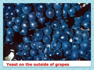 Yeast on the outside of grapes
 