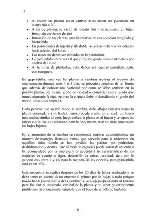 13


        Al recibir las plantas en el cultivo, estas deben ser guardadas en
         cuarto frío a 2C.
        Antes de plantar, se sacan del cuarto frío y se aclimatan en lugar
         fresco sin corrientes de aire
        Inmersión de las plantas para hidratarlas en una solución fungicida y
         bactericida.
        En plantaciones de injerto y fila doble las yemas deben ser orientadas
         hacia adentro del lomo.
        Las raíces no deben ser dobladas en la plantación.
        La profundidad debe ser tal que el injerto quede unos centímetros por
         encima del lomo.
        Al terminar de plantarlas, estas deben ser regadas inmediatamente
         con manguera.

En gypsophila, una vez las plantas a sembrar reciben el proceso de
ambientación durante unos 4 o 5 días, se procede a sembrar de tal forma
que además de colocar una variedad por cama se debe sembrar en lo
posible plantas del mismo grado de calidad o completar con el grado que
inmediatamente le siga, pero en la etiqueta debe ir identificado el grado del
mayor número de esquejes.

Cada persona que va realizando la siembra, debe aflojar con una mano la
planta enraizada y con la otra mano procede a abrir en el suelo un hueco
más ancho, similar al vaso, luego coloca la planta en el hueco y se tapan las
raíces con la tierra presionando con las dos manos pero sin dejar enterradas
las hojas bajeras.

En el momento de la siembra se recomienda sembrar adicionalmente un
número de esquejes llamados extras, que servirán para la resiembra en
aquellos sitios donde se han perdido las plantas por pudrición,
deshidratación y demás. Este número de esquejes puede variar de acuerdo a
lo recomendado por la empresa y de acuerdo a las características de los
esquejes en cuanto a vigor, desarrollo de raíces, sanidad, etc.; por lo
general está entre 2 y 4% para la mayoría de las especies, para gypsophila
está en un 10%.

Esta resiembra se realiza después de los 20 días de haber sembrado y se
debe tener en cuenta de no enterrar el primer par de hojas o nudo porque
puede haber pudrición; se debe sembrar el esqueje perpendicular al terreno
para facilitar el desarrollo vertical de la planta y no tener posteriormente
problemas en el encanaste, empiole y en el buen desarrollo de la planta.




                                       13
 