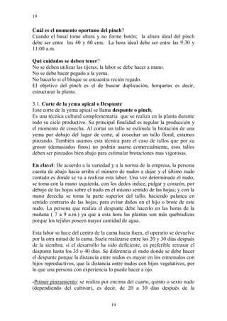 19


Cuál es el momento oportuno del pinch?
Cuando el basal tome altura y no forme botón; la altura ideal del pinch
debe ser entre los 40 y 60 cms. La hora ideal debe ser entre las 9:30 y
11:00 a.m.

Qué cuidados se deben tener?
No se deben utilizar las tijeras; la labor se debe hacer a mano.
No se debe hacer pegado a la yema.
No hacerlo si el bloque se encuentra recién regado.
El objetivo del pinch es el de buscar duplicación, horquetas es decir,
estructurar la planta.

3.1. Corte de la yema apical o Despunte
Este corte de la yema apical se llama despunte o pinch,
Es una técnica cultural complementaria que se realiza en la planta durante
todo su ciclo productivo. Su principal finalidad es regular la producción y
el momento de cosecha. Al cortar un tallo se estimula la brotación de una
yema por debajo del lugar de corte, al cosechar un tallo floral, estamos
pinzando. También usamos esta técnica para el caso de tallos que por su
grosor (demasiados finos) no podrán usarse comercialmente, esos tallos
deben ser pinzados bien abajo para estimular brotaciones mas vigorosas.

En clavel: De acuerdo a la variedad y a la norma de la empresa, la persona
cuenta de abajo hacia arriba el número de nudos a dejar y el último nudo
contado es donde se va a realizar esta labor. Una vez determinado el nudo,
se toma con la mano izquierda, con los dedos índice, pulgar y corazón, por
debajo de las hojas sobre el nudo en el mismo sentido de las hojas; y con la
mano derecha se toma la parte superior del tallo, haciendo palanca en
sentido contrario de las hojas, para evitar daños en el hijo o brote de este
nudo. La persona que realiza el despunte debe hacerlo en las horas de la
mañana ( 7 a 9 a.m.) ya que a esta hora las plantas son más quebradizas
porque los tejidos poseen mayor cantidad de agua.

Esta labor se hace del centro de la cama hacia fuera, el operario se devuelve
por la otra mitad de la cama. Suele realizarse entre los 20 y 30 días después
de la siembra; si el desarrollo ha sido deficiente, es preferible retrasar el
despunte hasta los 35 o 40 días. Se diferencia el nudo donde se debe hacer
el despunte porque la distancia entre nudos es mayor en los entrenudos con
hijos reproductivos, que la distancia entre nudos con hijos vegetativos, por
lo que una persona con experiencia lo puede hacer a ojo.

-Primer pinzamiento: se realiza por encima del cuarto, quinto o sexto nudo
(dependiendo del cultivar), es decir, de 20 a 30 días después de la


                                     19
 