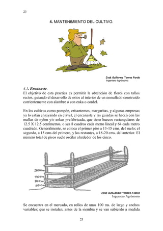 23


                 4. MANTENIMIENTO DEL CULTIVO.




                                                      José Guillermo Torres Pardo
                                                      Ingeniero Agrónomo


4.1. Encanaste.
El objetivo de esta practica es permitir la obtención de flores con tallos
rectos, guiando el desarrollo de estos al interior de un enmallado construido
corrientemente con alambre o con enka o cordel.

En los cultivos como pompón, crisantemos, margaritas, y algunas empresas
ya lo están ensayando en clavel, el encanaste y las guiadas se hacen con las
mallas de nylon y/o enkas prefabricada, que tiene huecos rectangulares de
12.5 X 12.5 centímetros, o sea 8 cuadros cada metro lineal y 64 cada metro
cuadrado. Generalmente, se coloca el primer piso a 13-15 cms. del suelo; el
segundo, a 15 cms del primero, y los restantes, a 18-20 cms. del anterior. El
número total de pisos suele oscilar alrededor de los cinco.




                                                   JOSÉ GUILLERMO TORRES PARDO
                                                           Ingeniero Agrónomo

Se encuentra en el mercado, en rollos de unos 100 ms. de largo y anchos
variables; que se instalan, antes de la siembra y se van subiendo a medida

                                     23
 
