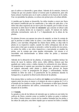 24


que el cultivo se desarrolla y gana altura. Además de lo anterior, tienen la
ventaja de que nos pueden marcar el terreno para la plantación, para ello
basta colocar el primer piso en el suelo y plantar en los huecos de la malla.
Una vez prendidas las plantas, se coloca este primer piso a la altura debido.

A medida que la planta se desarrolla, los tallos tienden a crecer por fuera
del espacio establecido por las cuadrículas y las enkas de cada piso; y los
tallos más altos requieren de un nuevo piso de empiole, por lo tanto en este
momento se debe hacer la labor de encanaste: que consiste en ubicar cada
tallo de la planta dentro de su respectivo cuadro. El número de mallas
utilizadas normalmente varía de 3 a 5 dependiendo de la altura de las
plantas.

En plantas jóvenes con apenas tres pisos de empiole, se tiene la ventaja de
que la persona se dobla sobre la cama y con ambas manos rodea toda la
planta y con suavidad, dirigiendo las manos hacia arriba, se deja toda la
planta en su respectivo cuadro; cuando los tallos sobrepasan más de dos
pisos para evitar que se partan se procede a soltar las piolas de esos pisos,
se corren los tallos a sus sitios respectivos y nuevamente se anudan las
piolas, con la ventaja que estas quedan tensionadas. Así mismo si el
encordado está destensionado se deben soltar las piolas y tensionar
nuevamente.

Además de la ubicación de las plantas, el encanaste completo incluye las
tareas de sacar la maleza, tallos secos, tallos débiles, troncos que han
quedado por malos cortes o daños durante la realización de otras labores.
Al proporcionar el soporte que necesitan las plantas, se permite conservar
un espacio adecuado entre planta y planta para proveer de buena
ventilación y evitar la propagación de plagas y enfermedades; facilita
también la labor de corte y la penetración de los productos durante la
fumigación y en general la observación directa de las plantas.

Esta misma labor se realiza en el cultivo del statice con la diferencia que el
espacio entre los pisos es mayor y el número de estos es apenas de 3 o 4 y
el tamaño de los cuadros es más grande. Él encanaste se debe hacer durante
todo el ciclo productivo del cultivo, comenzando entre los 2 y 3 meses
después de la siembra.

4.2. Guiada.
La guiada es otra de las labores de tutorado que se realiza en casi todos los
cultivos de flores, consiste como su nombre lo indica en guiar o reubicar
los tallos y brotes tiernos a través de los cuadros formados por las piolas y
las enkas de cada piso; esta labor impide que se tuerzan los tallos a medida


                                     24
 