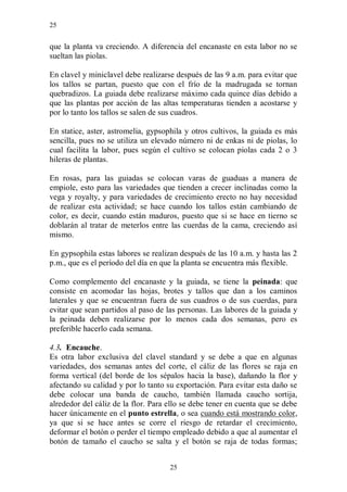 25


que la planta va creciendo. A diferencia del encanaste en esta labor no se
sueltan las piolas.

En clavel y miniclavel debe realizarse después de las 9 a.m. para evitar que
los tallos se partan, puesto que con el frío de la madrugada se tornan
quebradizos. La guiada debe realizarse máximo cada quince días debido a
que las plantas por acción de las altas temperaturas tienden a acostarse y
por lo tanto los tallos se salen de sus cuadros.

En statice, aster, astromelia, gypsophila y otros cultivos, la guiada es más
sencilla, pues no se utiliza un elevado número ni de enkas ni de piolas, lo
cual facilita la labor, pues según el cultivo se colocan piolas cada 2 o 3
hileras de plantas.

En rosas, para las guiadas se colocan varas de guaduas a manera de
empiole, esto para las variedades que tienden a crecer inclinadas como la
vega y royalty, y para variedades de crecimiento erecto no hay necesidad
de realizar esta actividad; se hace cuando los tallos están cambiando de
color, es decir, cuando están maduros, puesto que si se hace en tierno se
doblarán al tratar de meterlos entre las cuerdas de la cama, creciendo así
mismo.

En gypsophila estas labores se realizan después de las 10 a.m. y hasta las 2
p.m., que es el período del día en que la planta se encuentra más flexible.

Como complemento del encanaste y la guiada, se tiene la peinada: que
consiste en acomodar las hojas, brotes y tallos que dan a los caminos
laterales y que se encuentran fuera de sus cuadros o de sus cuerdas, para
evitar que sean partidos al paso de las personas. Las labores de la guiada y
la peinada deben realizarse por lo menos cada dos semanas, pero es
preferible hacerlo cada semana.

4.3. Encauche.
Es otra labor exclusiva del clavel standard y se debe a que en algunas
variedades, dos semanas antes del corte, el cáliz de las flores se raja en
forma vertical (del borde de los sépalos hacia la base), dañando la flor y
afectando su calidad y por lo tanto su exportación. Para evitar esta daño se
debe colocar una banda de caucho, también llamada caucho sortija,
alrededor del cáliz de la flor. Para ello se debe tener en cuenta que se debe
hacer únicamente en el punto estrella, o sea cuando está mostrando color,
ya que si se hace antes se corre el riesgo de retardar el crecimiento,
deformar el botón o perder el tiempo empleado debido a que al aumentar el
botón de tamaño el caucho se salta y el botón se raja de todas formas;


                                     25
 