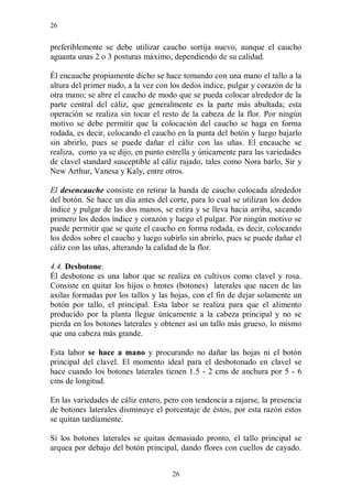26


preferiblemente se debe utilizar caucho sortija nuevo, aunque el caucho
aguanta unas 2 o 3 posturas máximo, dependiendo de su calidad.

Él encauche propiamente dicho se hace tomando con una mano el tallo a la
altura del primer nudo, a la vez con los dedos índice, pulgar y corazón de la
otra mano; se abre el caucho de modo que se pueda colocar alrededor de la
parte central del cáliz, que generalmente es la parte más abultada; esta
operación se realiza sin tocar el resto de la cabeza de la flor. Por ningún
motivo se debe permitir que la colocación del caucho se haga en forma
rodada, es decir, colocando el caucho en la punta del botón y luego bajarlo
sin abrirlo, pues se puede dañar el cáliz con las uñas. El encauche se
realiza, como ya se dijo, en punto estrella y únicamente para las variedades
de clavel standard susceptible al cáliz rajado, tales como Nora barlo, Sir y
New Arthur, Vanesa y Kaly, entre otros.

El desencauche consiste en retirar la banda de caucho colocada alrededor
del botón. Se hace un día antes del corte, para lo cual se utilizan los dedos
índice y pulgar de las dos manos, se estira y se lleva hacia arriba, sacando
primero los dedos índice y corazón y luego el pulgar. Por ningún motivo se
puede permitir que se quite el caucho en forma rodada, es decir, colocando
los dedos sobre el caucho y luego subirlo sin abrirlo, pues se puede dañar el
cáliz con las uñas, alterando la calidad de la flor.

4.4. Desbotone.
Él desbotone es una labor que se realiza en cultivos como clavel y rosa.
Consiste en quitar los hijos o brotes (botones) laterales que nacen de las
axilas formadas por los tallos y las hojas, con el fin de dejar solamente un
botón por tallo, el principal. Esta labor se realiza para que el alimento
producido por la planta llegue únicamente a la cabeza principal y no se
pierda en los botones laterales y obtener así un tallo más grueso, lo mismo
que una cabeza más grande.

Esta labor se hace a mano y procurando no dañar las hojas ni el botón
principal del clavel. El momento ideal para el desbotonado en clavel se
hace cuando los botones laterales tienen 1.5 - 2 cms de anchura por 5 - 6
cms de longitud.

En las variedades de cáliz entero, pero con tendencia a rajarse, la presencia
de botones laterales disminuye el porcentaje de éstos, por esta razón estos
se quitan tardíamente.

Si los botones laterales se quitan demasiado pronto, el tallo principal se
arquea por debajo del botón principal, dando flores con cuellos de cayado.


                                     26
 