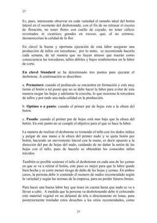 27


Es, pues, interesante observar en cada variedad el tamaño ideal del botón
lateral en el momento del desbotonado, con el fin de no retrasar el exceso
de floración, no tener flores con cuello de cayado, no tener cálices
reventados ni cicatrices grandes en exceso, que, al no cerrarse,
desmerecerían la calidad de la flor.

En clavel la buena y oportuna ejecución de esta labor aseguran una
producción de tallos sin torceduras; por lo tanto, se recomienda hacerlo
cada semana, de tal manera que no hayan atrasos que traerán como
consecuencia las torceduras, tallos débiles y bajos rendimientos en la labor
de corte.

En clavel Standard se ha determinado tres puntos para ejecutar el
desbotone. A continuación se describen:

a. Prematuro: cuando el pedúnculo se encuentra en formación y está muy
tierno el botón a tal punto que no se debe hacer la labor para evitar de esta
manera rasgar las hojas y adelantar la cosecha, lo que ocasiona la torcedura
de tallos y por ende una mala calidad en la producción.

b. Optimo o a punto: cuando el primer par de hojas esta a la altura del
botón.

c. Pasado: cuando el primer par de hojas está mas bajo que la altura del
botón. En este punto no se cumple el objetivo para el que se hace la labor.

La manera de realizar el desbotone es tomando el tallo con los dedos índice
y pulgar de una mano a la altura del primer nudo y se quita botón por
botón, haciendo un movimiento lateral con la mano, es decir opuesto a la
dirección del par de hojas del nudo, cuidando de no dañar la unión de las
hojas con el tallo, pues de hacerlo se obtendrán los conocidos tallos
torcidos.

También es posible sostener el tallo al desbotonar en cada una de las yemas
en que se va a retirar el botón, este paso es mejor para que la labor quede
bien hecha y se corre menor riesgo de daño de las hojas y yemas. En ambos
casos, la persona debe ir contando él numero de nudos recomendado según
la variedad y según las normas de la empresa, para no perder futuros brotes.

Para hacer una buena labor hay que tener en cuenta hasta que nudo se va a
llevar a cabo. A medida que la persona va desbotonando debe ir colocando
este material vegetal en un delantal de tela o directamente en lonas, para
posteriormente trasladar estos desechos a los sitios recomendados, como


                                     27
 