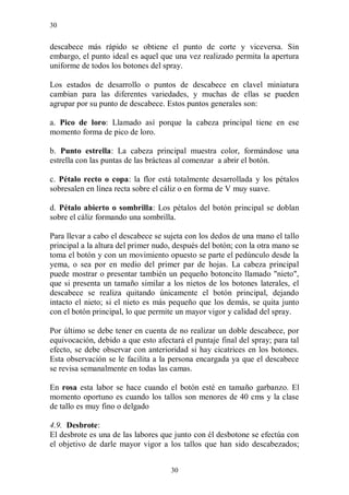 30


descabece más rápido se obtiene el punto de corte y viceversa. Sin
embargo, el punto ideal es aquel que una vez realizado permita la apertura
uniforme de todos los botones del spray.

Los estados de desarrollo o puntos de descabece en clavel miniatura
cambian para las diferentes variedades, y muchas de ellas se pueden
agrupar por su punto de descabece. Estos puntos generales son:

a. Pico de loro: Llamado así porque la cabeza principal tiene en ese
momento forma de pico de loro.

b. Punto estrella: La cabeza principal muestra color, formándose una
estrella con las puntas de las brácteas al comenzar a abrir el botón.

c. Pétalo recto o copa: la flor está totalmente desarrollada y los pétalos
sobresalen en línea recta sobre el cáliz o en forma de V muy suave.

d. Pétalo abierto o sombrilla: Los pétalos del botón principal se doblan
sobre el cáliz formando una sombrilla.

Para llevar a cabo el descabece se sujeta con los dedos de una mano el tallo
principal a la altura del primer nudo, después del botón; con la otra mano se
toma el botón y con un movimiento opuesto se parte el pedúnculo desde la
yema, o sea por en medio del primer par de hojas. La cabeza principal
puede mostrar o presentar también un pequeño botoncito llamado "nieto",
que si presenta un tamaño similar a los nietos de los botones laterales, el
descabece se realiza quitando únicamente el botón principal, dejando
intacto el nieto; si el nieto es más pequeño que los demás, se quita junto
con el botón principal, lo que permite un mayor vigor y calidad del spray.

Por último se debe tener en cuenta de no realizar un doble descabece, por
equivocación, debido a que esto afectará el puntaje final del spray; para tal
efecto, se debe observar con anterioridad si hay cicatrices en los botones.
Esta observación se le facilita a la persona encargada ya que el descabece
se revisa semanalmente en todas las camas.

En rosa esta labor se hace cuando el botón esté en tamaño garbanzo. El
momento oportuno es cuando los tallos son menores de 40 cms y la clase
de tallo es muy fino o delgado

4.9. Desbrote:
El desbrote es una de las labores que junto con él desbotone se efectúa con
el objetivo de darle mayor vigor a los tallos que han sido descabezados;


                                     30
 
