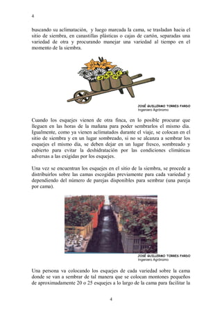 4


buscando su aclimatación, y luego marcada la cama, se trasladan hacia el
sitio de siembra, en canastillas plásticas o cajas de cartón, separadas una
variedad de otra y procurando manejar una variedad al tiempo en el
momento de la siembra.




                                                  JOSÉ GUILLERMO TORRES PARDO
                                                  Ingeniero Agrónomo


Cuando los esquejes vienen de otra finca, en lo posible procurar que
lleguen en las horas de la mañana para poder sembrarlos el mismo día.
Igualmente, como ya vienen aclimatados durante el viaje, se colocan en el
sitio de siembra y en un lugar sombreado, si no se alcanza a sembrar los
esquejes el mismo día, se deben dejar en un lugar fresco, sombreado y
cubierto para evitar la deshidratación por las condiciones climáticas
adversas a las exigidas por los esquejes.

Una vez se encuentran los esquejes en el sitio de la siembra, se procede a
distribuirlos sobre las camas escogidas previamente para cada variedad y
dependiendo del número de parejas disponibles para sembrar (una pareja
por cama).




                                                  JOSÉ GUILLERMO TORRES PARDO
                                                  Ingeniero Agrónomo


Una persona va colocando los esquejes de cada variedad sobre la cama
donde se van a sembrar de tal manera que se colocan montones pequeños
de aproximadamente 20 o 25 esquejes a lo largo de la cama para facilitar la


                                     4
 