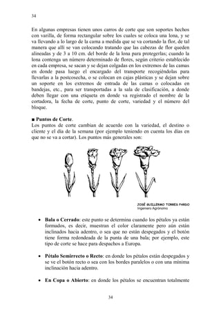34


En algunas empresas tienen unos carros de corte que son soportes hechos
con varilla, de forma rectangular sobre los cuales se coloca una lona, y se
va llevando a lo largo de la cama a medida que se va cortando la flor, de tal
manera que allí se van colocando tratando que las cabezas de flor queden
alineadas y de 3 a 10 cm. del borde de la lona para protegerlas; cuando la
lona contenga un número determinado de flores, según criterio establecido
en cada empresa, se sacan y se dejan colgadas en los extremos de las camas
en donde pasa luego el encargado del transporte recogiéndolas para
llevarlas a la postcosecha, o se colocan en cajas plásticas y se dejan sobre
un soporte en los extremos de entrada de las camas o colocadas en
bandejas, etc., para ser transportadas a la sala de clasificación, a donde
deben llegar con una etiqueta en donde va registrado el nombre de la
cortadora, la fecha de corte, punto de corte, variedad y el número del
bloque.

■ Puntos de Corte.
Los puntos de corte cambian de acuerdo con la variedad, el destino o
cliente y el día de la semana (por ejemplo teniendo en cuenta los días en
que no se va a cortar). Los puntos más generales son:




                                                   JOSÉ GUILLERMO TORRES PARDO
                                                   Ingeniero Agrónomo


      Bala o Cerrado: este punto se determina cuando los pétalos ya están
       formados, es decir, muestran el color claramente pero aún están
       inclinados hacia adentro, o sea que no están despegados y el botón
       tiene forma redondeada de la punta de una bala; por ejemplo, este
       tipo de corte se hace para despachos a Europa.

      Pétalo Semirrecto o Recto: en donde los pétalos están despegados y
       se ve el botón recto o sea con los bordes paralelos o con una mínima
       inclinación hacia adentro.

      En Copa o Abierto: en donde los pétalos se encuentran totalmente


                                     34
 