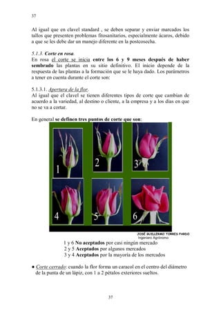 37


Al igual que en clavel standard , se deben separar y enviar marcados los
tallos que presenten problemas fitosanitarios, especialmente ácaros, debido
a que se les debe dar un manejo diferente en la postcosecha.

5.1.3. Corte en rosa.
En rosa el corte se inicia entre los 6 y 9 meses después de haber
sembrado las plantas en su sitio definitivo. El inicio depende de la
respuesta de las plantas a la formación que se le haya dado. Los parámetros
a tener en cuenta durante el corte son:

5.1.3.1. Apertura de la flor.
Al igual que el clavel se tienen diferentes tipos de corte que cambian de
acuerdo a la variedad, al destino o cliente, a la empresa y a los días en que
no se va a cortar.

En general se definen tres puntos de corte que son:




                                                   JOSÉ GUILLERMO TORRES PARDO
                                                    Ingeniero Agrónomo
               1 y 6 No aceptados por casi ningún mercado
               2 y 5 Aceptados por algunos mercados
               3 y 4 Aceptados por la mayoría de los mercados

● Corte cerrado: cuando la flor forma un caracol en el centro del diámetro
  de la punta de un lápiz, con 1 a 2 pétalos exteriores sueltos.



                                     37
 