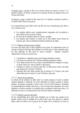 38


● Pétalo recto: cuando la flor en el centro forma un caracol y tiene 2 a 3
pétalos sueltos. El borde vertical de los pétalos forma un ángulo recto con
la base del botón.

● Abierto o copa: cuando la flor tiene de 4 a 5 pétalos exteriores sueltos y
el centro tiene forma de caracol.

Las características que debe tener una flor de rosa cortada para que abra y
no se cabecee son:

      Los sépalos deben estar completamente separados de los pétalos y
       estos deben estar un poco sueltos.
      El color de los pétalos debe ser firme o estable.
      Los pétalos que forman el centro de la flor deben tener forma de
       caracol. que varía su diámetro desde la punta de un lápiz.

5.1.3.2. Número de hojas que se dejan
En rosas una hoja que se deja significa una yema. Es importante tener en
cuenta el número de hojas que quedan en el tallo que se está cortando, pues
de ello depende la flor para la nueva cosecha . Algunos aspectos
importantes a tener en cuenta son:

      La primera y segunda yema casi siempre producen ciegos.
      Las hojas con menos de 5 foliolos también producen ciegos.
      Si se dejan menos de tres yemas la posibilidad de corregir un ciego,
       es decir, hacer un nuevo pinch es muy poca.
      Cuando se realice el corte de una flor, se debe hacer sobre una hoja
       que tenga por lo menos 5 foliolos.
      Después del corte debe quedar por lo menos 4 o 5 hojas y de estas
       debe haber por lo menos 2, con 5 foliolos cada una.

5.1.3.3. Altura de las plantas.
La altura de las plantas se debe tener en cuenta porque el corte se puede
realizar bajando o subiendo. El corte subiendo se realiza cuando se tienen
plantas de primer, segundo y tercer corte, con lo cual le damos a la planta
la oportunidad de formar más pisos y por lo tanto más horquetas. El corte
bajando se realiza cuando se considera que las plantas están muy altas y se
dificulta el corte y la realización de las diversas labores culturales.

5.1.3.4. Calibre o grosor del tallo.
Se ha comprobado que entre más delgado sea el tallo que queda en la
planta, menor será la calidad de la nueva flor, por este motivo se deben
dejar cortes en tallos con el grosor de un lápiz, de lo contrario el corte se


                                     38
 