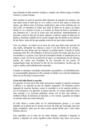 39


hace bajando al tallo anterior siempre y cuando este último tenga el calibre
mínimo y yemas buenas.

Para realizar el corte la persona debe disponer de guantes de carnaza, con
una mano toma el tallo que se va a cortar y con la otra mano se toma las
tijeras, que deben estar en buenas condiciones, para evitar maltrato por un
mal corte; se introduce la mano que tiene la tijera en la cama a la altura
donde se va a realizar el corte y se realiza en forma de bisel o inclinado a
una distancia de 1 cm de la yema que está próxima. Inmediatamente se
procede a sacar la flor por la parte superior o inferior según la altura de la
planta y teniendo cuidado de no causar ningún tipo de herida en los pétalos
de las flores tanto de las que quedan como de las que están cortando.

Una vez afuera se coloca en el carro de corte que debe estar provisto de
una malla, alineando las cabezas a unos 5 cm del borde de la misma ,
evitando de esta forma que las cabezas se puedan partir. Cuando la malla
contenga entre 40 y 60 unidades se llevan al centro de acopio que hay en el
invernadero y se pasan a las cajas de cartonplast donde se emparejan por la
cabeza a unos 10 cm de la pared de la caja y se transportan en las mismas
mallas, las cuales son recogidas de los extremos de las camas. El
transportador antes de llevarse la flor de los invernaderos verifica que las
cajas o mallas estén debidamente marcadas.

Cuando se manejan variedades demasiado susceptibles a la deshidratación,
es recomendable depositar la flor cortada en baldes con solución hidratante
antes de ser llevada a la poscosecha.

Corte del tallo floral o cosecha:
En general, el corte de la flor debe practicarse cuando el capullo comienza
a abrirse y se muestra un par de sépalos separados. El momento exacto
depende de muchos factores, como la variedad si es de muchos pétalos o
no, la resistencia a la apertura, la época del año, en verano debemos cortar
mas cerrado y en invierno podemos cortar con la flor mas abierta, y
también influye la distancia al mercado, o si la vamos a guardar un tiempo
en cámara antes de comercializarla.

El tallo floral a cortar debe ser lo suficientemente grueso, y se corta
dejando en la planta por lo menos un trozo de tallo que contenga unas tres
hojas completas, para que de estas yemas pueda brotar uno o mas tallos
florales nuevos.

Este equilibrio en el corte de los tallos florales, subiendo o bajando la
planta, o dejando sin cortar aquellos tallos florales muy finos con escaso


                                     39
 