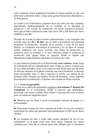 40


valor comercial, busca empobrecer la planta lo menos posible, ya que esta
debe tener suficientes tallos y hojas para generar brotaciones abundantes y
de buen grosor.

En cuanto a los rendimientos, podemos decir que estos son muy variables,
dependiendo fundamentalmente de la variedad, de la densidad de
plantación y del sistema de conducción. En forma orientativa podemos
decir que un buen rendimiento debe estar entre 100 y 200 flores por metro
cuadrado y por año.

Después de la poda la planta brotará uniformemente, y nos entregara una
cosecha entre los 40 y 60 días. por lo tanto conociéndolo nos permitirá
programar la producción.. Después de la cosecha, o corte de los tallos
florales, se estimulará nuevamente la brotación y en un lapso de tiempo
similar tendremos una nueva cosecha, esta forma de producción se
denomina corte en camadas, y es muy utilizada cuando se programa la
producción para alguna fecha en especial, donde se supone que
obtendremos algún beneficio adicional en el precio de venta,

La otra forma de producción es la denominada corte continuo, donde luego
de la brotación inicial y dejando pasar unos 15 días, se corta o se pinza, uno
de esos tallos brotados, como si se cortara un tallo floral, para que del trozo
de tallo que dejamos en la planta comience una nueva brotación, si dejamos
pasar nuevamente unos 15 días y hacemos lo mismo con alguno de los
primeros tallos brotados (ya tendrán 30 días de brotados), vamos logrando
desconcentrar la producción y logramos una cosecha en forma continua.

5.1.4. Corte en gypsophila.
El corte en el cultivo de gypsophila comienza en la semana 17 después del
transplante en el invernadero, siendo el proceso más dispendioso,
demorado y de mayor cuidado. Para realizar el proceso del corte se deben
tener en cuenta los siguientes pasos:

► Observar que las flores a cortar no presenten síntomas de plagas y/ o
enfermedades.

► Seleccionar el punto de corte o apertura de la flor. En un corte normal se
seleccionan los tallos que presenten aproximadamente el 60% de las flores
abiertas.

► La longitud del tallo a cortar debe oscilar alrededor de los 65 cm,
realizándose en la parte axilar para tener mayor longitud con menos
ramificaciones. Para ello se utilizan tijeras bien afiladas, que se introducen


                                      40
 