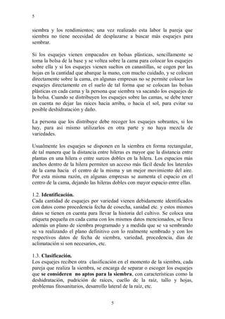 5


siembra y los rendimientos; una vez realizado esta labor la pareja que
siembra no tiene necesidad de desplazarse a buscar más esquejes para
sembrar.

Si los esquejes vienen empacados en bolsas plásticas, sencillamente se
toma la bolsa de la base y se voltea sobre la cama para colocar los esquejes
sobre ella y si los esquejes vienen sueltos en canastillas, se cogen por las
hojas en la cantidad que abarque la mano, con mucho cuidado, y se colocan
directamente sobre la cama, en algunas empresas no se permite colocar los
esquejes directamente en el suelo de tal forma que se colocan las bolsas
plásticas en cada cama y la persona que siembra va sacando los esquejes de
la bolsa. Cuando se distribuyen los esquejes sobre las camas, se debe tener
en cuenta no dejar las raíces hacia arriba, o hacia el sol, para evitar su
posible deshidratación y daño.

La persona que los distribuye debe recoger los esquejes sobrantes, si los
hay, para así mismo utilizarlos en otra parte y no haya mezcla de
variedades.

Usualmente los esquejes se disponen en la siembra en forma rectangular,
de tal manera que la distancia entre hileras es mayor que la distancia entre
plantas en una hilera o entre surcos dobles en la hilera. Los espacios más
anchos dentro de la hilera permiten un acceso más fácil desde los laterales
de la cama hacia el centro de la misma y un mejor movimiento del aire.
Por esta misma razón, en algunas empresas se aumenta el espacio en el
centro de la cama, dejando las hileras dobles con mayor espacio entre ellas.

1.2. Identificación.
Cada cantidad de esquejes por variedad vienen debidamente identificados
con datos como procedencia fecha de cosecha, sanidad etc. y estos mismos
datos se tienen en cuenta para llevar la historia del cultivo. Se coloca una
etiqueta pequeña en cada cama con los mismos datos mencionados, se lleva
además un plano de siembra programado y a medida que se va sembrando
se va realizando el plano definitivo con lo realmente sembrado y con los
respectivos datos de fecha de siembra, variedad, procedencia, días de
aclimatación si son necesarios, etc.

1.3. Clasificación.
Los esquejes reciben otra clasificación en el momento de la siembra, cada
pareja que realiza la siembra, se encarga de separar o escoger los esquejes
que se consideren no aptos para la siembra, con características como la
deshidratación, pudrición de raíces, cuello de la raíz, tallo y hojas,
problemas fitosanitarios, desarrollo lateral de la raíz, etc.


                                     5
 