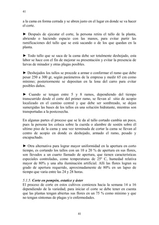 41


a la cama en forma cerrada y se abren justo en el lugar en donde se va hacer
el corte.

► Después de ejecutar el corte, la persona retira el tallo de la planta,
abriendo o haciendo espacio con las manos, para evitar partir las
ramificaciones del tallo que se está sacando o de los que quedan en la
planta.

► Todo tallo que se saca de la cama debe ser totalmente deshojado, esta
labor se hace con el fin de mejorar su presentación y evitar la presencia de
larvas de minador y otras plagas posibles.

► Deshojados los tallos se procede a armar o conformar el ramo que debe
pesar 250 a 300 gr, según parámetros de la empresa y medir 65 cm como
mínimo; posteriormente se depositan en la lona del carro para evitar
posibles daños.

► Cuando se tengan entre 5 y 8 ramos, dependiendo del tiempo
transcurrido desde el corte del primer ramo, se llevan al sitio de acopio
localizado en el camino central y que debe ser sombreado, se dejan
sumergidas las bases de los tallos en una solución hidratante, mientras son
transportadas a la postcosecha.

En algunas partes el proceso que se le da al tallo cortado cambia un poco,
pues la persona los coloca sobre la cuerda o alambre de sostén sobre él
ultimo piso de la cama y una vez terminada de cortar la cama se llevan al
centro de acopio en donde es deshojado, armado el ramo, pesado y
encapuchado.

► Otra alternativa para lograr mayor uniformidad en la apertura en corto
tiempo, es cortando los tallos con un 10 a 20 % de apertura en sus flores,
son llevados a un cuarto llamado de apertura, que tienen características
especiales controladas, como temperaturas de 25º C, humedad relativa
mayor de 80% y una alta iluminación artificial. Allí las flores logran su
grado de apertura requerido, aproximadamente de 80% en un lapso de
tiempo que varia entre las 24 y 28 horas.

5.1.5. Corte en pompón, estatice y áster
El proceso de corte en estos cultivos comienza hacia la semana 14 a 16
dependiendo de la variedad; para iniciar el corte se debe tener en cuenta
que las plantas tengan abiertas sus flores en un 75 % como mínimo y que
no tengan síntomas de plagas y/o enfermedades.



                                    41
 