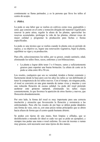 43


comúnmente se llama patinador, y es la persona que lleva los tallos al
centro de acopio.

6. PODA.

La poda es una labor que se realiza en cultivos como rosa, gypsophila y
aster, que consiste en el corte y remoción dirigida del material vegetal para
renovar la parte aérea, regular la altura de las plantas, aprovechar las
reservas acumuladas, prolongar la vida de las plantas, obtener rosas de
mejor calidad y programar la producción para fechas o fiestas
especificadas.

La poda es una técnica que se realiza cuando la planta esta en periodo de
reposo, y su objetivo es, lograr una renovación vegetativa, bajar la planta,
equilibrar su vigor y su producción.

Para ello, seleccionaremos los tallos, por su grosor, estado sanitario, edad,
eliminando los tallos finos, secos, enfermos y con bifurcaciones.

        La planta a lograr debe tener 3 o 4 brazos, sanos y suficientemente
         gruesos para soportar una buena brotación. La altura de corte en la
         poda se sitúa entre 40 a 50 cm.

Los rosales, cualquiera que sea su variedad, tienden a brotar constante y
fuertemente desde la base pero con los años los tallos se van debilitando al
tener la competencia de los tallos nuevos. Con el tiempo, sin ninguna poda,
el rosal se convierte en una gran maraña de ramas vivas y muertas y con
una reducida floración de escasa calidad. La poda del rosal pretende
acelerar este proceso natural, eliminando los tallos viejos
constantemente, lo que favorece la aparición de otros fuertes y nuevos, que
florecerán abundantemente.

Por otro lado, la forma del rosal es muy importante para una correcta
insolación y aireación que favorecerán la floración y resistencia a las
enfermedades. Para ello los rosales de pie bajo se deben podar dándoles
una forma de vaso, esto es, con unas pocas ramas principales que se abren
hacia afuera de forma que el centro quede bastante abierto.

Se podan con tijeras de una mano, bien limpias y afiladas, que se
desinfectarán a menudo (lo ideal es cada vez que se poda un ejemplar), y
siempre tras podar una rama o rosal enfermo. En caso de tocones o ramas
muy gruesas, será necesario usar unas tijeras de dos manos.



                                      43
 