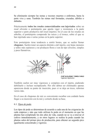 44



Se eliminarán siempre las ramas y tocones muertos o enfermos, hasta la
parte viva y sana. También las ramas mal formadas, cruzadas, débiles o
dañadas.

Prácticamente todos los rosales comercializados son injertados sobre un
rosal silvestre o portainjerto que aporta vigor y resistencia a la parte
superior o parte productiva del rosal (injerto). En el caso de los rosales en
arbolito, el portainjerto comprende las raíces y el tronco, sobre el que se
han injertado una o varias yemas en la parte superior.

Este portainjerto tiene tendencia a emitir brotes, que se suelen llamar
chupones. Suelen tener un aspecto distinto a del injerto, con hojas menores
y tallos más espinosos y no producen flores o son de tipo silvestre, simples
y poco llamativas.




                                                   JOSÉ GUILLERMO TORRES PARDO
                                                   Ingeniero Agrónomo


También suelen ser muy vigorosos y compiten con el injerto, pudiendo
debilitarlo e incluso reemplazarlo. Por ello deben ser eliminados apenas
aparezcan desde su punto de inserción, pues si se deja un trozo, rebrotan
varios más.

En el caso de chupones de raíz es conveniente escarbar con cuidado hasta
llegar a su inserción con la raíz y cortarlo desde su base.

6.1. Tipos de poda.

Los tipos de poda se determinan de acuerdo a cada una de las exigencias de
cada empresa y más que todo utilizan la poda en el momento en que las
plantas han completado los dos años de vida, cuando no se va a renovar el
cultivo inmediatamente, y en otros lugares se realiza la poda cuando las
plantas salen del primer pico de producción, para obtener un segundo pico
igualmente concentrado y vigoroso.


                                     44
 
