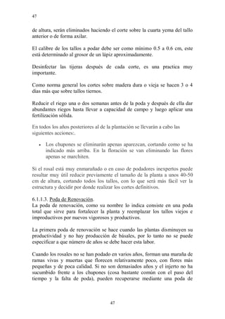 47


de altura, serán eliminados haciendo el corte sobre la cuarta yema del tallo
anterior o de forma axilar.

El calibre de los tallos a podar debe ser como mínimo 0.5 a 0.6 cm, este
está determinado al grosor de un lápiz aproximadamente.

Desinfectar las tijeras después de cada corte, es una practica muy
importante.

Como norma general los cortes sobre madera dura o vieja se hacen 3 o 4
días más que sobre tallos tiernos.

Reducir el riego una o dos semanas antes de la poda y después de ella dar
abundantes riegos hasta llevar a capacidad de campo y luego aplicar una
fertilización sólida.

En todos los años posteriores al de la plantación se llevarán a cabo las
siguientes acciones:.

        Los chupones se eliminarán apenas aparezcan, cortando como se ha
         indicado más arriba. En la floración se van eliminando las flores
         apenas se marchiten.

Si el rosal está muy enmarañado o en caso de podadores inexpertos puede
resultar muy útil reducir previamente el tamaño de la planta a unos 40-50
cm de altura, cortando todos los tallos, con lo que será más fácil ver la
estructura y decidir por donde realizar los cortes definitivos.

6.1.1.3. Poda de Renovación.
La poda de renovación, como su nombre lo indica consiste en una poda
total que sirve para fortalecer la planta y reemplazar los tallos viejos e
improductivos por nuevos vigorosos y productivos.

La primera poda de renovación se hace cuando las plantas disminuyen su
productividad y no hay producción de básales, por lo tanto no se puede
especificar a que número de años se debe hacer esta labor.

Cuando los rosales no se han podado en varios años, forman una maraña de
ramas vivas y muertas que florecen relativamente poco, con flores más
pequeñas y de poca calidad. Si no son demasiados años y el injerto no ha
sucumbido frente a los chupones (cosa bastante común con el paso del
tiempo y la falta de poda), pueden recuperarse mediante una poda de



                                      47
 