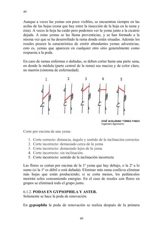 49


Aunque a veces las yemas son poco visibles, se encuentran siempre en las
axilas de las hojas (zona que hay entre la insección de la hoja en la rama y
ésta). A veces la hoja ha caído pero podemos ver la yema junto a la cicatriz
dejada. A estas yemas se las llama proventicias, y se han formado a la
misma vez que se ha desarrollado la rama donde están situadas. Además los
rosales poseen la característica de emitir abundantes yemas adventicias,
esto es, yemas que aparecen en cualquier otro sitio generalmente como
respuesta a la poda.

En caso de ramas enfermas o dañadas, se deben cortar hasta una parte sana,
en donde la médula (parte central de la rama) sea maciza y de color claro,
no marrón (síntoma de enfermedad).




                                                       JOSÉ GUILLERMO TORRES PARDO
                                                       Ingeniero Agrónomo


Corte por encima de una yema:

     1.   Corte correcto: distancia, ángulo y sentido de la inclinación correctos
     2.   Corte incorrecto: demasiado cerca de la yema
     3.   Corte incorrecto: demasiado lejos de la yema
     4.   Corte incorrecto: sin inclinación.
     5.   Corte incorrecto: sentido de la inclinación incorrecta

Las flores se cortan por encima de la 1ª yema que hay debajo, o la 2ª a lo
sumo (si la 1ª es débil o está dañada). Eliminar más rama conlleva eliminar
más hojas que están produciendo; si se corta menos, los pedúnculos
morirán solos consumiendo energías. En el caso de rosales con flores en
grupos se eliminará todo el grupo junto.

6.1.2. PODAS EN GYPSOPHILA Y ASTER.
Solamente se hace la poda de renovación.

En gypsophila la poda de renovación se realiza después de la primera


                                         49
 