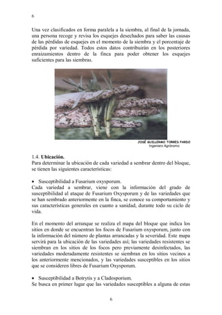 6


Una vez clasificados en forma paralela a la siembra, al final de la jornada,
una persona recoge y revisa los esquejes desechados para saber las causas
de las pérdidas de esquejes en el momento de la siembra y el porcentaje de
pérdida por variedad. Todos estos datos contribuirán en los posteriores
enraizamientos dentro de la finca para poder obtener los esquejes
suficientes para las siembras.




                                                    JOSÉ GUILLERMO TORRES PARDO
                                                         Ingeniero Agrónomo


1.4. Ubicación.
Para determinar la ubicación de cada variedad a sembrar dentro del bloque,
se tienen las siguientes características:

 Susceptibilidad a Fusarium oxysporum.
Cada variedad a sembrar, viene con la información del grado de
susceptibilidad al ataque de Fusarium Oxysporum y de las variedades que
se han sembrado anteriormente en la finca, se conoce su comportamiento y
sus características generales en cuanto a sanidad, durante todo su ciclo de
vida.

En el momento del arranque se realiza el mapa del bloque que indica los
sitios en donde se encuentran los focos de Fusarium oxysporum, junto con
la información del número de plantas arrancadas y la severidad. Este mapa
servirá para la ubicación de las variedades así; las variedades resistentes se
siembran en los sitios de los focos pero previamente desinfectados, las
variedades moderadamente resistentes se siembran en los sitios vecinos a
los anteriormente mencionados, y las variedades susceptibles en los sitios
que se consideren libres de Fusarium Oxysporum.

 Susceptibilidad a Botrytis y a Cladosporium.
Se busca en primer lugar que las variedades susceptibles a alguna de estas

                                      6
 