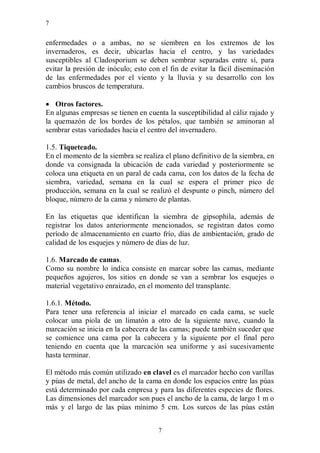 7


enfermedades o a ambas, no se siembren en los extremos de los
invernaderos, es decir, ubicarlas hacia el centro, y las variedades
susceptibles al Cladosporium se deben sembrar separadas entre sí, para
evitar la presión de inóculo; esto con el fin de evitar la fácil diseminación
de las enfermedades por el viento y la lluvia y su desarrollo con los
cambios bruscos de temperatura.

 Otros factores.
En algunas empresas se tienen en cuenta la susceptibilidad al cáliz rajado y
la quemazón de los bordes de los pétalos, que también se aminoran al
sembrar estas variedades hacia el centro del invernadero.

1.5. Tiqueteado.
En el momento de la siembra se realiza el plano definitivo de la siembra, en
donde va consignada la ubicación de cada variedad y posteriormente se
coloca una etiqueta en un paral de cada cama, con los datos de la fecha de
siembra, variedad, semana en la cual se espera el primer pico de
producción, semana en la cual se realizó el despunte o pinch, número del
bloque, número de la cama y número de plantas.

En las etiquetas que identifican la siembra de gipsophila, además de
registrar los datos anteriormente mencionados, se registran datos como
período de almacenamiento en cuarto frío, días de ambientación, grado de
calidad de los esquejes y número de días de luz.

1.6. Marcado de camas.
Como su nombre lo indica consiste en marcar sobre las camas, mediante
pequeños agujeros, los sitios en donde se van a sembrar los esquejes o
material vegetativo enraizado, en el momento del transplante.

1.6.1. Método.
Para tener una referencia al iniciar el marcado en cada cama, se suele
colocar una piola de un limatón a otro de la siguiente nave, cuando la
marcación se inicia en la cabecera de las camas; puede también suceder que
se comience una cama por la cabecera y la siguiente por el final pero
teniendo en cuenta que la marcación sea uniforme y así sucesivamente
hasta terminar.

El método más común utilizado en clavel es el marcador hecho con varillas
y púas de metal, del ancho de la cama en donde los espacios entre las púas
está determinado por cada empresa y para las diferentes especies de flores.
Las dimensiones del marcador son pues el ancho de la cama, de largo 1 m o
más y el largo de las púas mínimo 5 cm. Los surcos de las púas están


                                      7
 