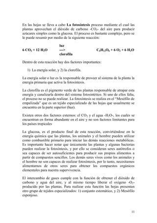 En las hojas se lleva a cabo La fotosíntesis proceso mediante el cual las
plantas aprovechan el dióxido de carbono -CO2- del aire para producir
azúcares simples como la glucosa. El proceso es bastante complejo, pero se
le puede resumir por medio de la siguiente reacción:

                          luz
6 CO2 + 12 H2O            --->                     C6H12O6 + 6 O2 + 6 H2O
                          clorofila

Dentro de esta reacción hay dos factores importantes:

   1) La energía solar, y 2) la clorofila.

La energía solar o luz es la responsable de proveer al sistema de la planta la
energía primaria que activa la fotosíntesis.

La clorofila es el pigmento verde de las plantas responsable de atrapar esta
energía y canalizarla dentro del sistema fotosintético. Si uno de ellos falta,
el proceso no se puede realizar. La fotosíntesis se realiza en el “Mesófilo de
empalizada” que es un tejido especializado de las hojas que usualmente se
encuentra en la parte superior (haz).

Existen otros dos factores externos: el CO 2 y el agua -H2O-, los cuales se
encuentran en forma abundante en el aire y no son factores limitantes para
los países tropicales

La glucosa, es el producto final de esta reacción, convirtiéndose en la
energía química que las plantas, los animales y el hombre pueden utilizar
como combustible primario para iniciar las demás reacciones metabólicas.
Es importante hacer notar que únicamente las plantas y algunas bacterias
pueden realizar la fotosíntesis, y por ello se consideran seres autótrofos o
sea capaces de ser autosuficientes para producir sus propios alimentos a
partir de compuestos sencillos. Los demás seres vivos como los animales y
el hombre no son capaces de realizar fotosíntesis, por lo tanto, necesitamos
alimentarnos de otros seres para obtener los compuestos orgánicos
elementales para nuestra supervivencia.

El intercambio de gases cumple con la función de obtener el dióxido de
carbono y agua del aire, y al mismo tiempo liberar el oxígeno -O2-
producido por las plantas. Para realizar esta función las hojas presentan
otro grupo de tejidos especializados: 1) conjunto estomático, y 2) Mesófilo
esponjoso.



                                                                           11
 