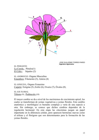 JOSE GUILLERMO TORRES PARDO
                                                 Ingeniero Agrónomo
EL PERIANTO
La Corola. : Pétalos(1)
El Cáliz.: Sépalos (2)

EL ANDROCEO .Organo Masculino
Estambres: Filamento (3), Antera (4)

EL GINECEO,. Organo Femenino
Carpelo: Estigma (5) ,Estilo (6), Ovario (7), Óvulos (8).

EL EJE FLORAL
Tálamo (9) , Pedúnculo (10)

El mayor cambio se da a nivel de los meristemos de crecimiento apical, los
cuales se transforman de yemas vegetativas a yemas florales. Este cambio
anatómico y morfológico es bastante complejo y varía de una especie a
otra. Sin embargo, se conoce que dichos cambios dependen de la
regulación hormonal. En esta etapa las citocininas juegan un papel
importante en la diferencia celular, pero aparecen hormonas nuevas como
el etileno y el florígeno que son determinantes para la formación de las
yemas florales.




                                                                         13
 