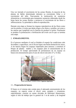 Una vez iniciado el crecimiento de las yemas florales, la mayoría de las
plantas de hábito determinado detienen su crecimiento foliar y el
crecimiento del tallo. Nuevamente la traslocación de sustancias
alimenticias es reorientada para transportar sustancias elaboradas desde las
hojas hacia las yemas florales y promover el crecimiento de las flores e
inflorescencias. La prioridad es ahora la reproducción.

Durante esta etapa se forman los órganos reproductivos de las flores como
son los pistilos y óvulos que darán origen a los frutos y semillas, así como a
las anteras que cumplirán con la función de producir el polen. Finalmente
se produce la polinización o fertilización del óvulo con lo que se termina
esta etapa.

2. ENRAIZAMIENTO.

Es el proceso mediante el cual se brindan al esqueje las condiciones más
favorables y específicas, con el fin de lograr una buena brotación de raíces.
A los bancos llegan los esquejes importados para enraizar y constituir el
bloque de plantas madres y los esquejes para el enraizamiento de la
producción. El tiempo aproximado de permanencia de un esqueje en
bancos de enraizamiento para el caso de clavel está entre 27 y 32 días.




              JOSE GUILLERMO TORRES PARDO- Ingeniero Agrónomo


2.1. Preparación de bancos.

El banco es el sistema más común para el adecuado enraizamiento de los
esquejes, en especie como el clavel, aster, pompón y crisantemo,
especialmente; consiste en camas elevadas de diferentes dimensiones,
según el sitio de trabajo (por lo general de 1 m de ancho y de longitud



                                                                           14
 