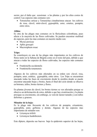 sector, por el daño que ocasionan a las plantas y por los altos costos de
control. Las especies más comunes son:
    Tetranichus urticae y Tetranichus cinnabarinnus atacan los cultivos
       de rosa, clavel, mini-clavel, gypsophila, aster, estatice, pompón,
       entre otros.

Afidos:
Es otra de las plagas mas comunes en la floricultura colombiana, pues
afecta a la mayoría de las flores cultivadas. Se pueden encontrar multitud
de especies, pero las mas comunes en nuestro medio son:
    Myzus persicae
    Aphis gossypii
    Macrosiphum rosae

Trips:
Se constituyen en una de las plagas más importantes en los cultivos de
flores tanto en la Sabana de Bogotá como en el resto del país, debido a que
atacan a todas las especies de flores cultivadas, las especies más comunes
son:
     Frankiniella occidentalis
     Frankiniella renamensis

Algunos de los cultivos más afectados en su orden son: clavel, rosa,
pompón, aster, estátice, gypsophila, entre otros. Los Trips se encuentran
atacando todas las fases de crecimiento desde la siembra donde se puede
encontrar atacando hojas y brotes, hasta el final del ciclo donde se observa
en botones, tallos, brotes tiernos y flores.

En plantas jóvenes de clavel, los brotes tiernos se ven afectados porque se
observa un deformación de estos, debido a que hay cicatrización y la planta
prosigue su crecimiento, sin embargo, se verá de menor tamaño y con tallos
deformes y gruesos.

Minador de la hoja:
Es la plaga más frecuente de los cultivos de pompón, crisantemo,
gypsophila, aster, gerberas y demás. Algunas de las especies mas
importantes de minador son:
    Liriomyza trifolii
    Liriomyza huidobrensis

Este díptero, deposita sus huevos bajo la epidermis superior de las hojas,


                                                                         25
 