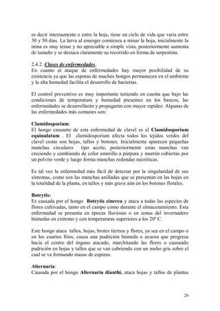 es decir internamente o entre la hoja, tiene un ciclo de vida que varia entre
30 y 50 días. La larva al emerger comienza a minar la hoja, inicialmente la
mina es muy tenue y no apreciable a simple vista, posteriormente aumenta
de tamaño y se destaca claramente su recorrido en forma de serpentina.

2.4.2. Clases de enfermedades.
En cuanto al ataque de enfermedades hay mayor posibilidad de su
existencia ya que las esporas de muchos hongos permanecen en el ambiente
y la alta humedad facilita el desarrollo de bacterias.

El control preventivo es muy importante teniendo en cuenta que bajo las
condiciones de temperatura y humedad presentes en los bancos, las
enfermedades se desarrollarán y propagarán con mayor rapidez. Algunas de
las enfermedades más comunes son:

Clamidosporium:
El hongo causante de esta enfermedad de clavel es el Clamidosporium
equinulatum . El clamidosporium afecta todos los tejidos verdes del
clavel como son hojas, tallos y botones. Inicialmente aparecen pequeñas
manchas circulares tipo aceite, posteriormente estas manchas van
creciendo y cambiando de color amarillo a púrpura y marrón cubiertas por
un polvito verde y luego forma manchas redondas necróticas.

Es tal vez la enfermedad más fácil de detectar por la singularidad de sus
síntomas, como son las manchas anilladas que se presentan en las hojas en
la totalidad de la planta, en tallos y más grave aún en los botones florales.

Botrytis:
Es causada por el hongo Botrytis cinerea y ataca a todas las especies de
flores cultivadas, tanto en el campo como durante el almacenamiento. Esta
enfermedad se presenta en épocas lluviosas o en zonas del invernadero
húmedas en extremo y con temperaturas superiores a los 20º C.

Este hongo ataca tallos, hojas, brotes tiernos y flores, ya sea en el campo o
en los cuartos fríos, causa una pudrición húmeda o acuosa que progresa
hacia el centro del órgano atacado, marchitando las flores o causando
pudrición en hojas y tallos que se van cubriendo con un moho gris sobre el
cual se va formando masas de esporas.

Alternaria:
Causada por el hongo Alternaria dianthi, ataca hojas y tallos de plantas



                                                                          26
 