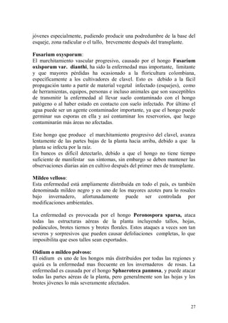 jóvenes especialmente, pudiendo producir una podredumbre de la base del
esqueje, zona radicular o el tallo, brevemente después del transplante.

Fusarium oxysporum:
El marchitamiento vascular progresivo, causado por el hongo Fusarium
oxisporum var. dianthi, ha sido la enfermedad mas importante, limitante
y que mayores pérdidas ha ocasionado a la floricultura colombiana,
específicamente a los cultivadores de clavel. Esto es debido a la fácil
propagación tanto a partir de material vegetal infectado (esquejes), como
de herramientas, equipos, personas e incluso animales que son susceptibles
de transmitir la enfermedad al llevar suelo contaminado con el hongo
patógeno o al haber estado en contacto con suelo infectado. Por último el
agua puede ser un agente contaminador importante, ya que el hongo puede
germinar sus esporas en ella y así contaminar los reservorios, que luego
contaminarán más áreas no afectadas.

Este hongo que produce el marchitamiento progresivo del clavel, avanza
lentamente de las partes bajas de la planta hacia arriba, debido a que la
planta se infecta por la raíz.
En bancos es difícil detectarlo, debido a que el hongo no tiene tiempo
suficiente de manifestar sus síntomas, sin embargo se deben mantener las
observaciones diarias aún en cultivo después del primer mes de transplante.

Mildeo velloso:
Esta enfermedad está ampliamente distribuida en todo el país, es también
denominada mildeo negro y es uno de los mayores azotes para lo rosales
bajo invernadero, afortunadamente puede ser controlada por
modificaciones ambientales.

La enfermedad es provocada por el hongo Peronospora sparsa, ataca
todas las estructuras aéreas de la planta incluyendo tallos, hojas,
pedúnculos, brotes tiernos y brotes florales. Estos ataques a veces son tan
severos y sorpresivos que pueden causar defoliaciones completas, lo que
imposibilita que esos tallos sean exportados.

Oidium o mildeo polvoso:
El oidium es uno de los hongos más distribuidos por todas las regiones y
quizá es la enfermedad mas frecuente en los invernaderos de rosas. La
enfermedad es causada por el hongo Sphaeroteca pannosa, y puede atacar
todas las partes aéreas de la planta, pero generalmente son las hojas y los
brotes jóvenes lo más severamente afectados.



                                                                        27
 