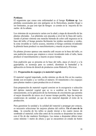 Pythium:
El organismo que causa esta enfermedad es el hongo Pythium sp. Las
pérdidas ocasionadas por este patógeno en la floricultura, pueden llegar a
ser limitantes, ya que este tipo de hongos es común en la mayoría de los
suelos de la sabana.

Los síntomas de su presencia varían con la edad y etapa de desarrollo de las
plantas afectadas . Las plántulas son atacadas a nivel de la línea del suelo;
siendo el primer síntoma una mancha húmeda de color café negruzca en la
base del tallo; el hongo penetra fácilmente los tejidos suculentos y verdes,
la zona invadida se vuelve acuosa, mientras el hongo continúa invadiendo
la plántula hasta producir su marchitamiento y muerte en poco tiempo.

En plantas jóvenes aparece una mancha café oscuro en la base del tallo, es
una pudrición acuosa que empieza a crecer invadiendo todo el tallo, hasta
producir el marchitamiento y muerte en poco tiempo.

Esta pudrición que se presenta en la base del tallo, ataca al clavel y a la
gypsophila; se aconseja para su control, disminuir la humedad y la
aplicación en forma de drench de productos como Ridomil y Previcur.

2.5. Preparación de esquejes y/o material vegetal.

El material vegetal importado, recibe mínimo un día de frío en los cuartos,
donde son revisados y se verifica el número. El tratamiento a los esquejes
para plantas madres o para producción es el mismo.

Esta preparación de material vegetal consiste en la escogencia o selección
del óptimo material vegetal que se va a sembrar en los bancos de
enraizamiento, en la aplicación de las hormonas de crecimiento que permita
el mejor desarrollo de raíces en el menor tiempo posible, bajo las mejores
condiciones de sanidad; ya que de este material depende el éxito de la
producción.

Para garantizar la sanidad y la calidad del material a propagar por estacas,
es necesario seleccionar las mejores plantas del cultivo. En el caso de la
rosa, la cosecha de los tallos se puede iniciar a los cuatro meses de
sembrado el material; ocho días antes de la cosecha se despuntan las ramas
con el fin de dar madurez fisiológica. Las ramas a despuntar deben tener
como mínimo 1 metro de altura y que se encuentren en estado de botón



                                                                          28
 